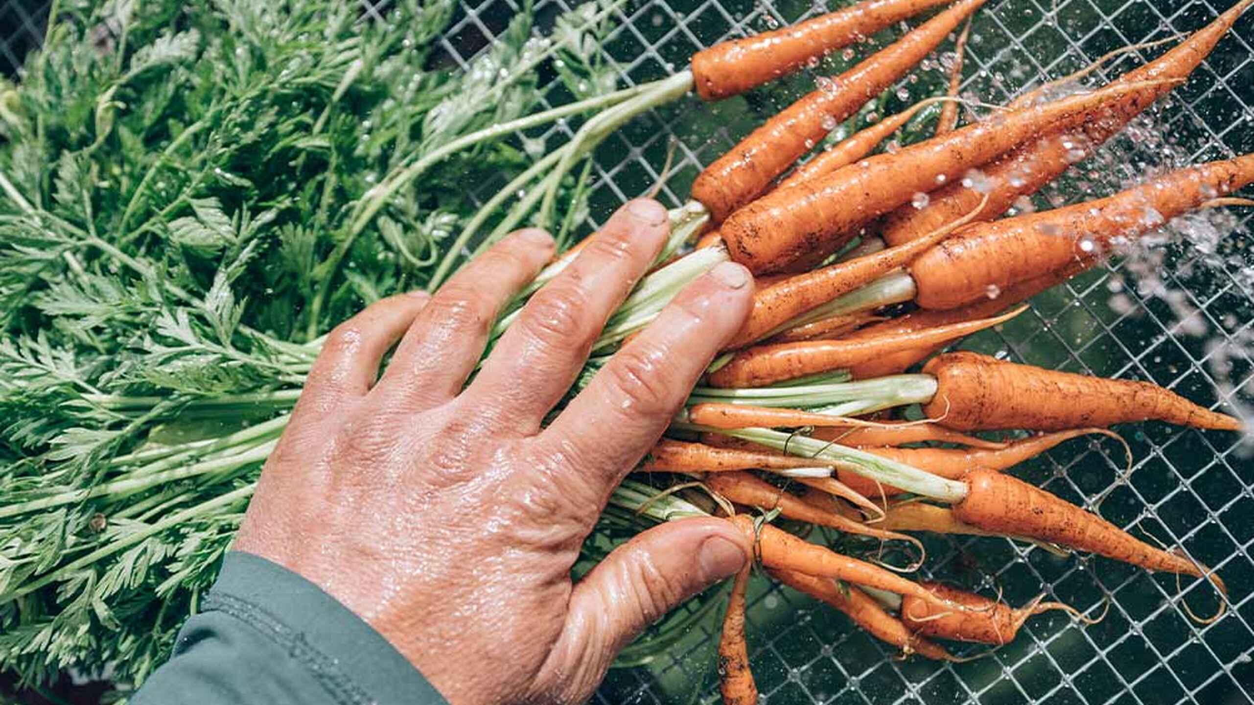 A farmer's hand rests on freshly harvested carrots with green tops attached