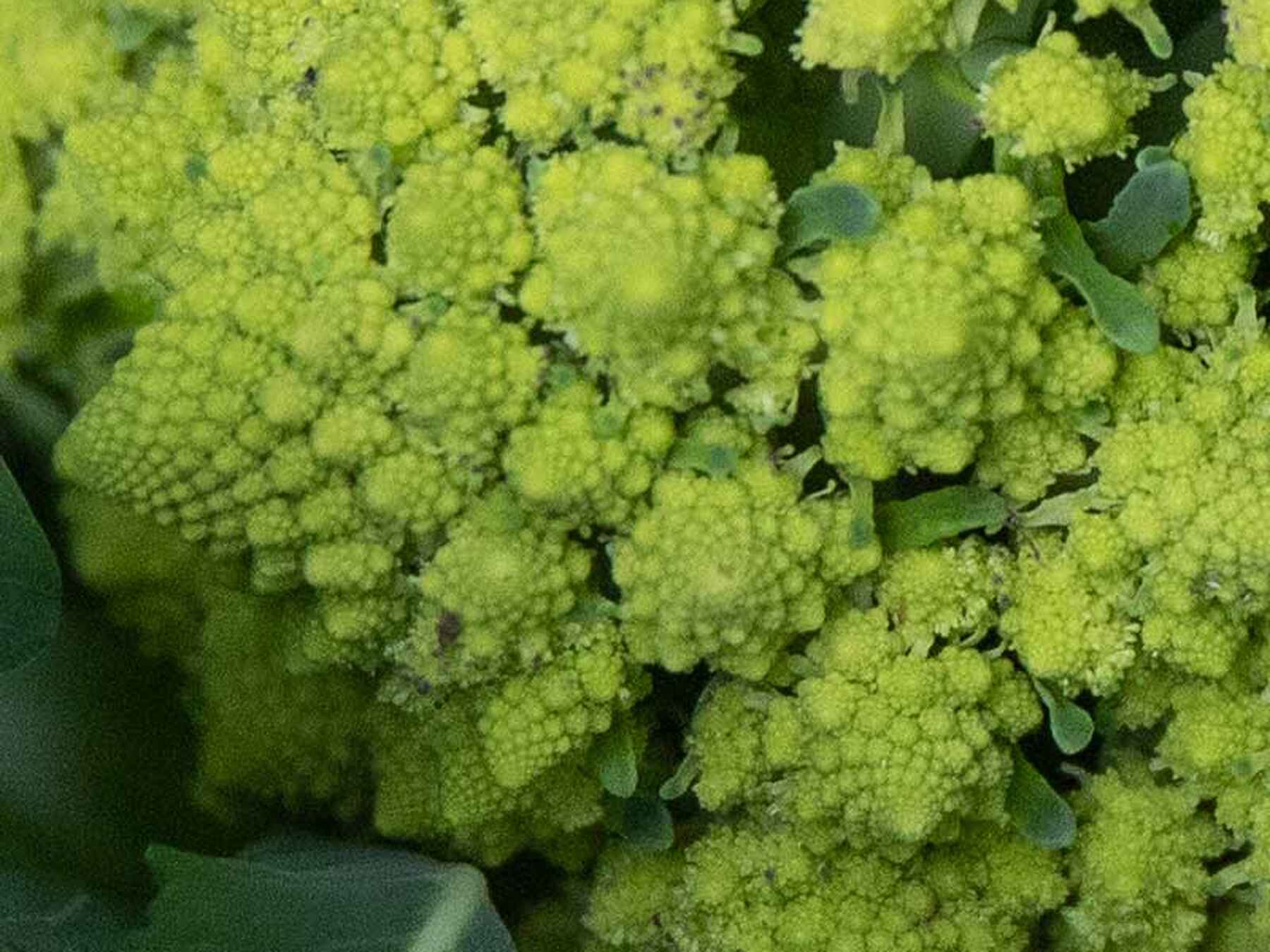 Bright yellow-green cauliflower florets densely clustered together