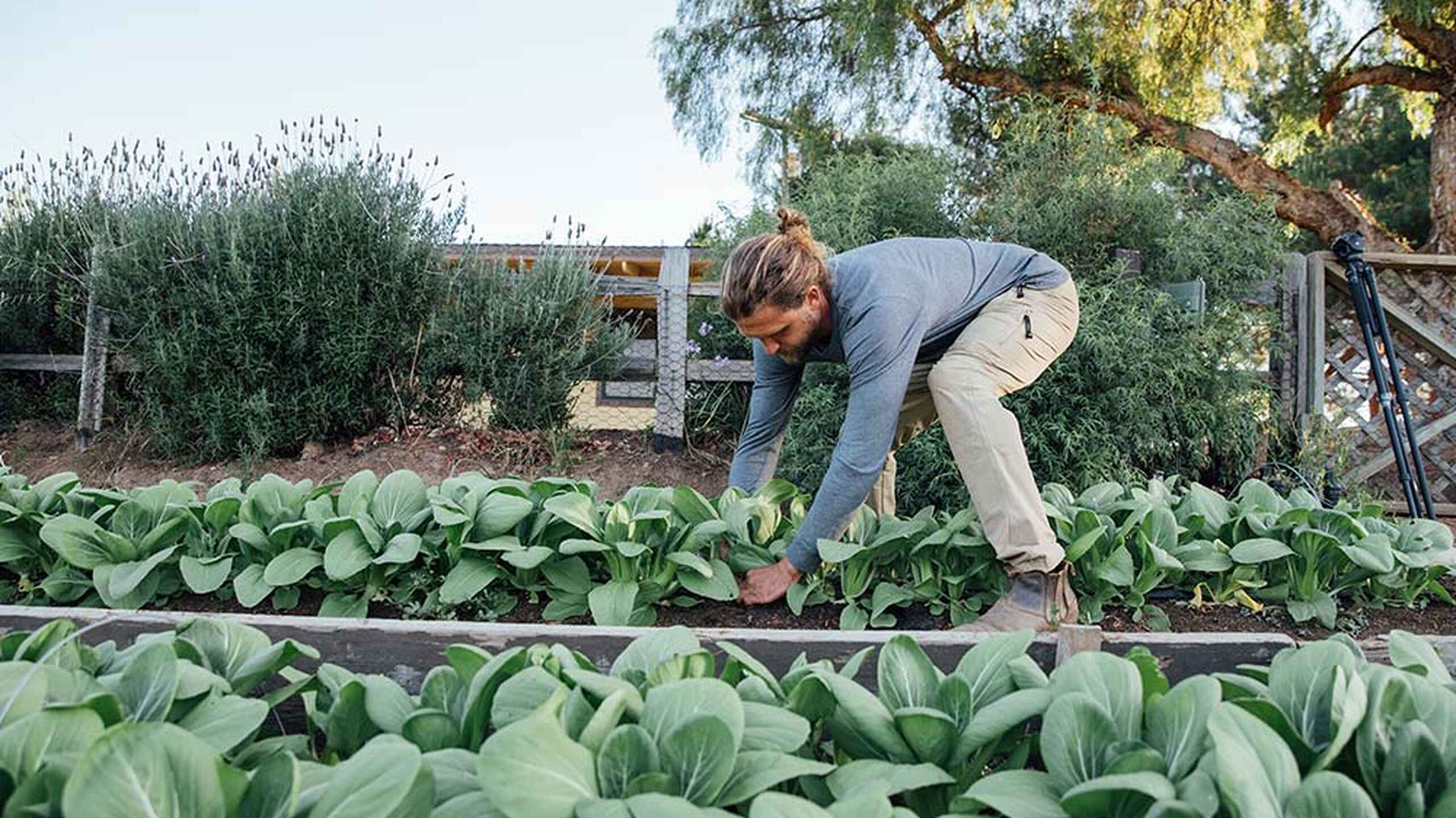 Farmer tending to leafy green crops in a raised garden bed