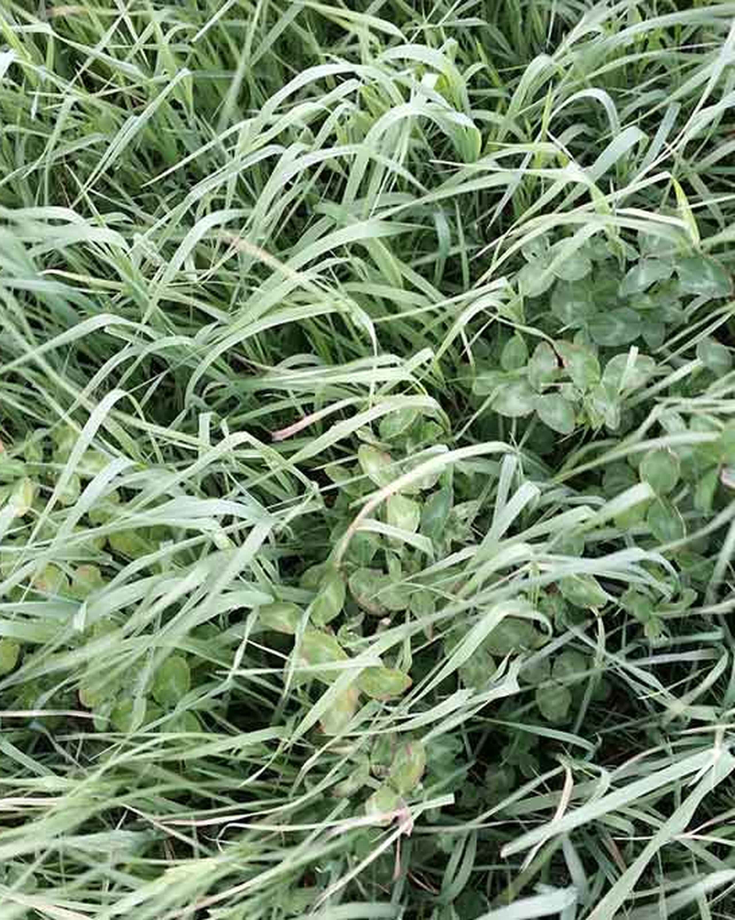 Cover crop of legumes and grasses growing in a pasture at Studio Hill Farm