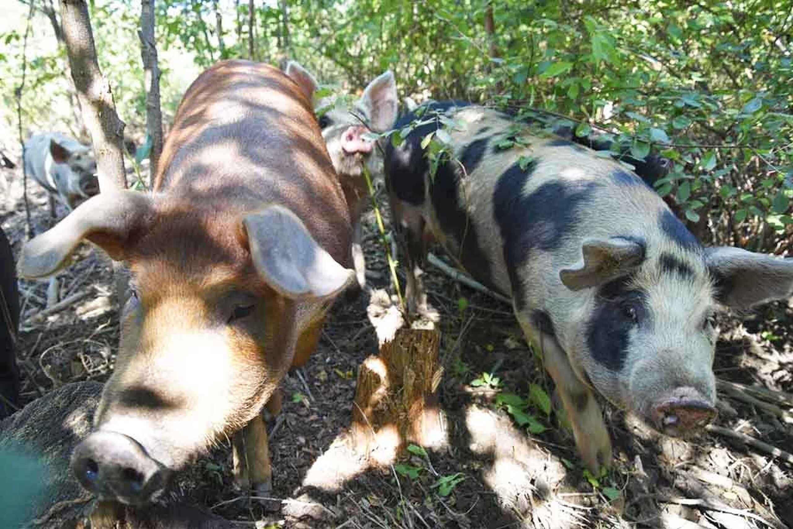 Three goats browse on vegetation and tree branches in a wooded area