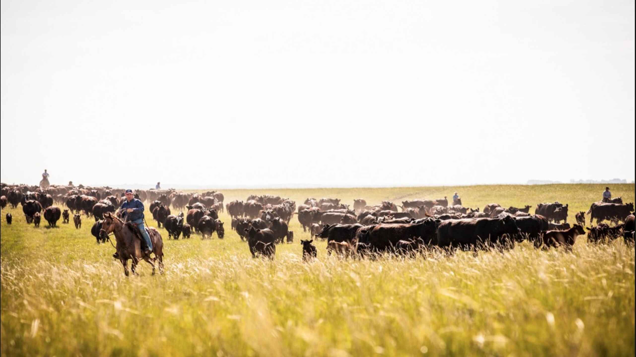 Cowboys herding a large cattle herd across grassland at the DX Ranch