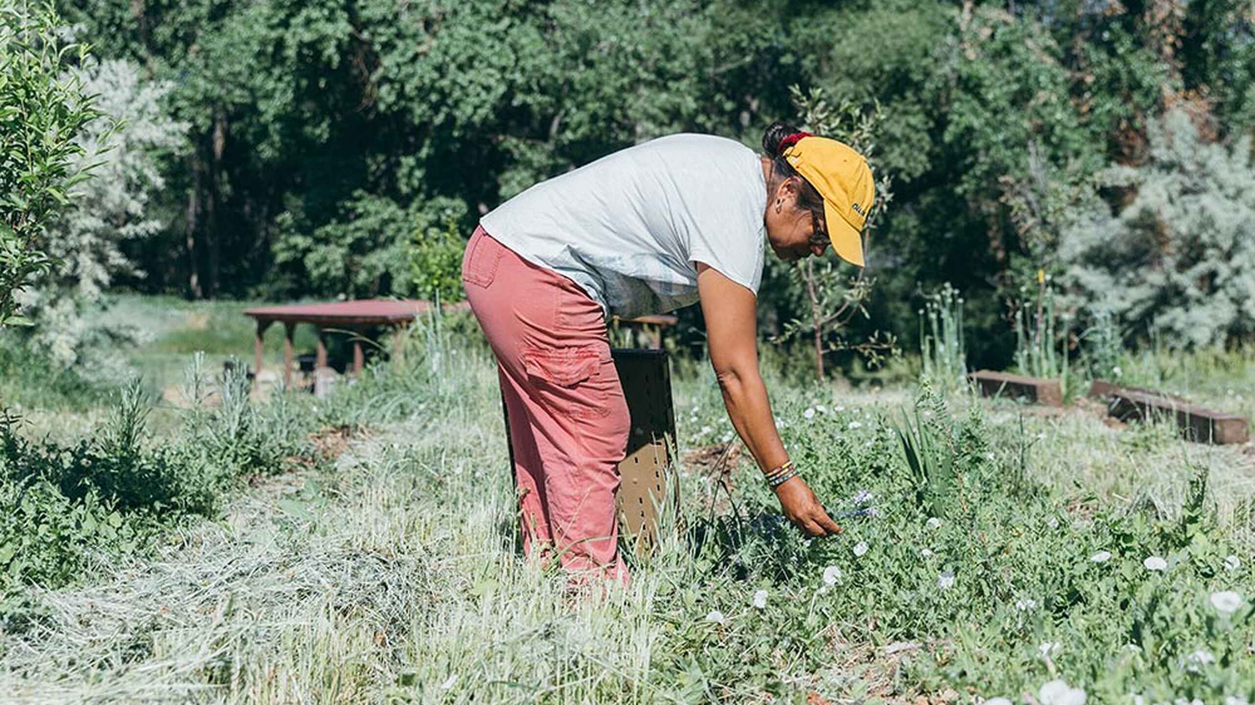 Farmer bending over to tend to plants in a garden bed surrounded by greenery