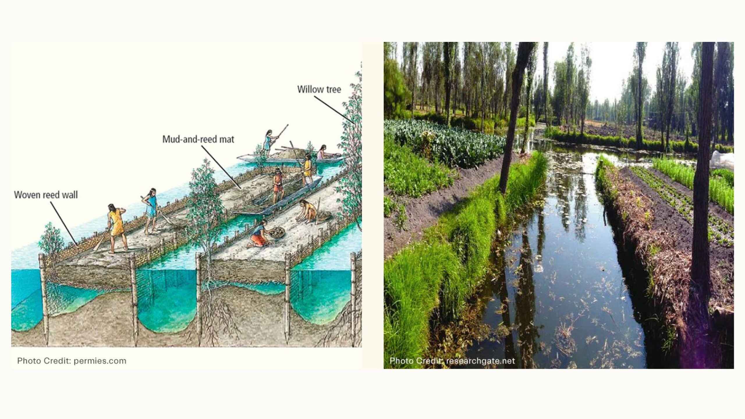 Diagram of ancient Chinampas wetland agriculture on the left contrasts with a photograph of modern wetland farming practices on the right