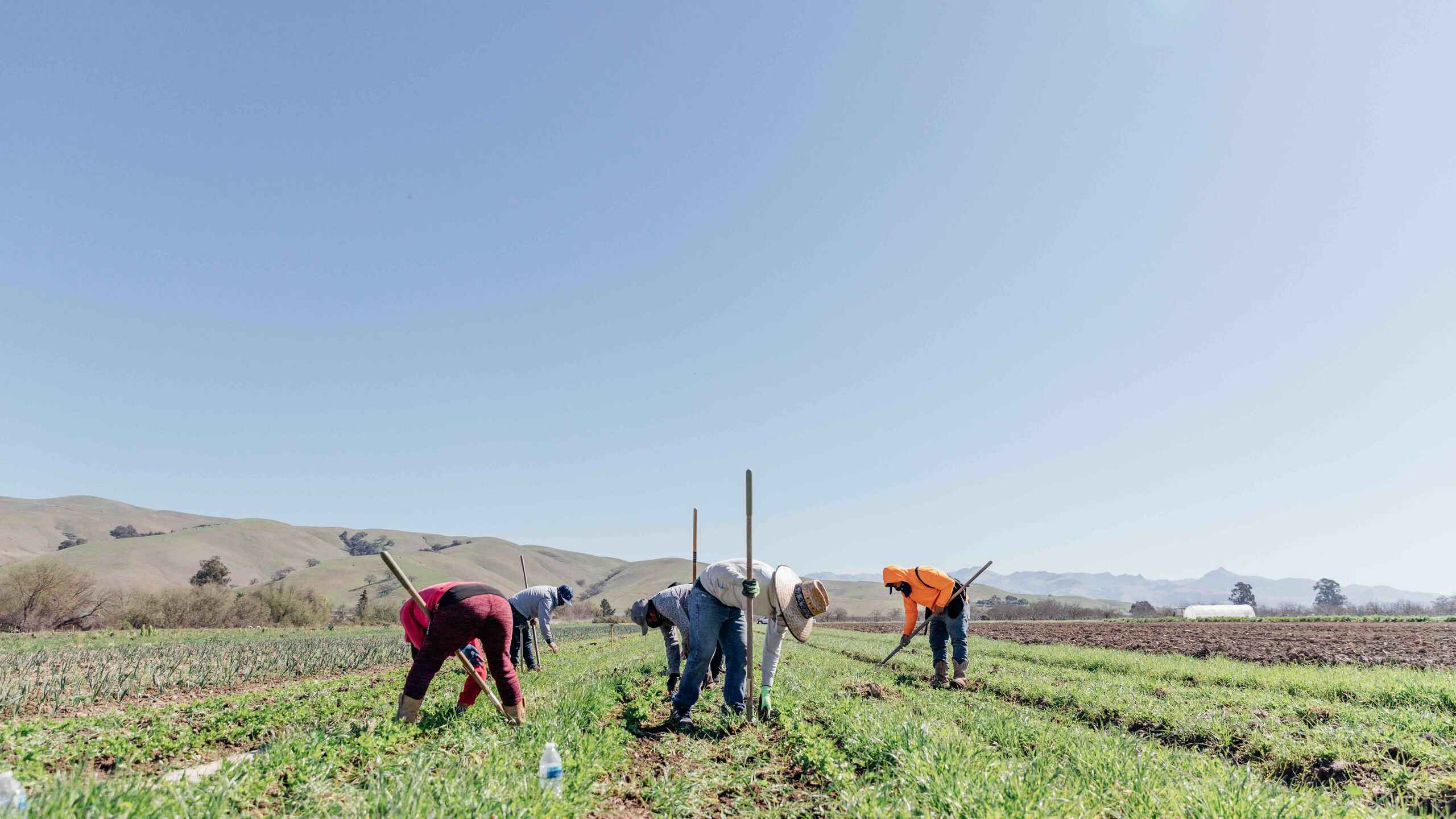Agricultural workers hand-harvest crops in a green field with rolling hills in the background