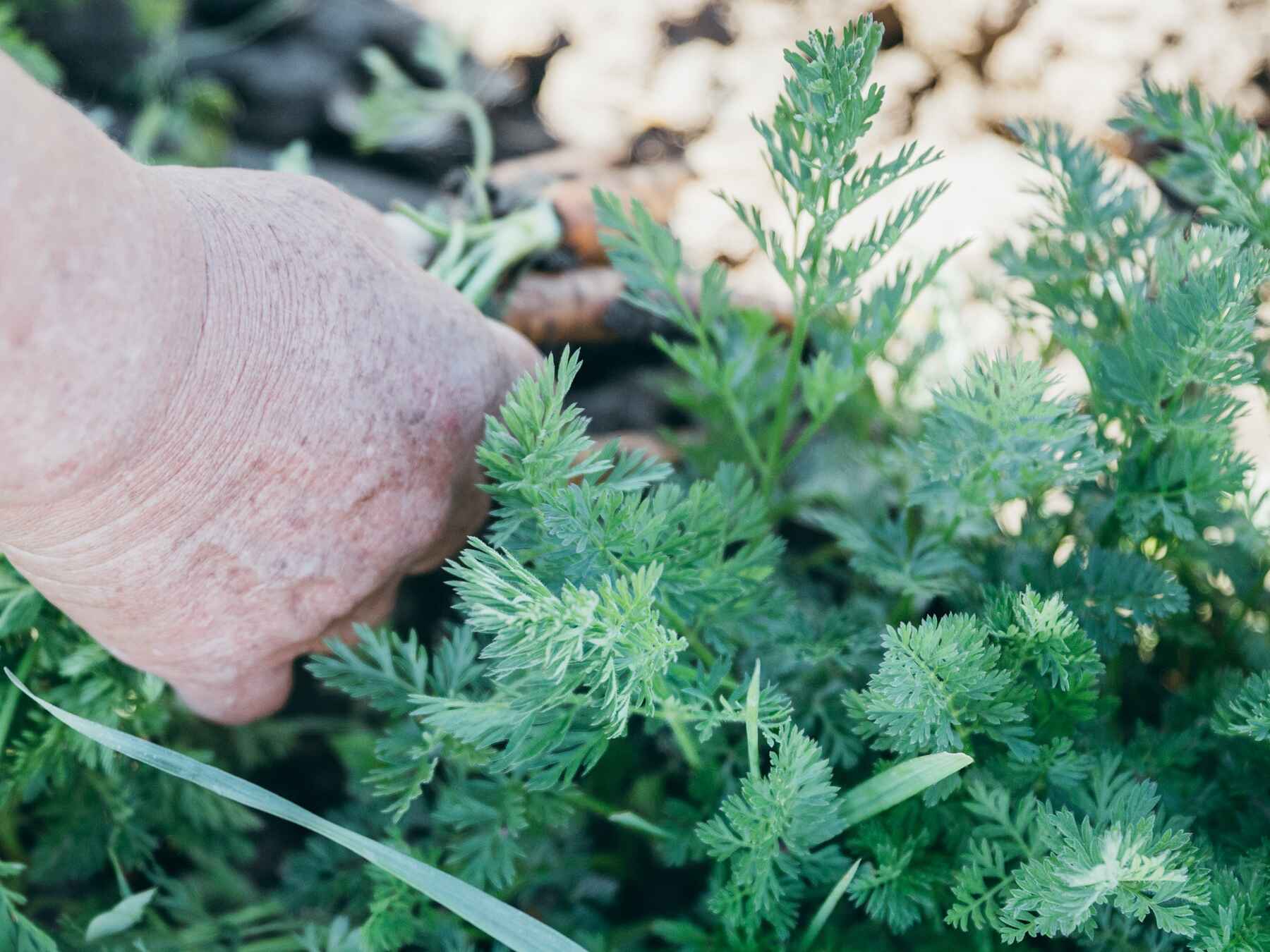 Hand touching fresh cilantro plants growing in soil