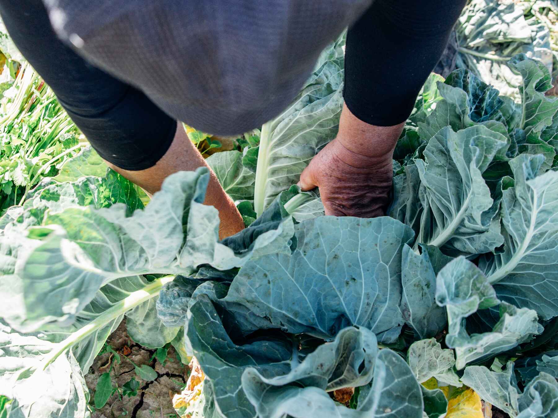 Farmer's hands examining a head of cabbage in the field