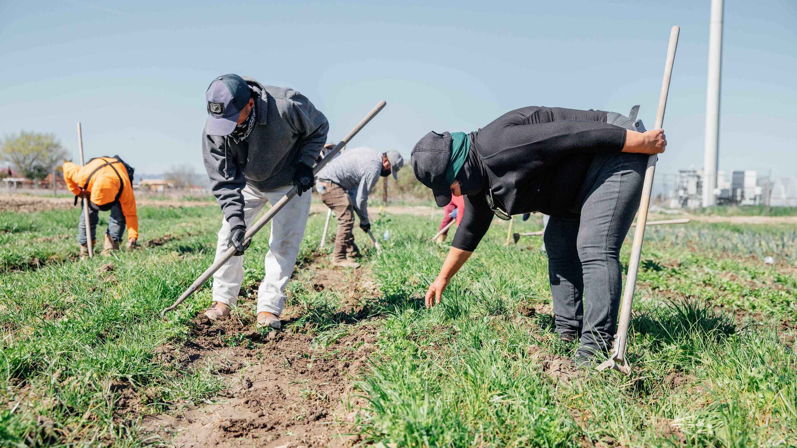 Agricultural workers cultivating crops in a field using hand tools
