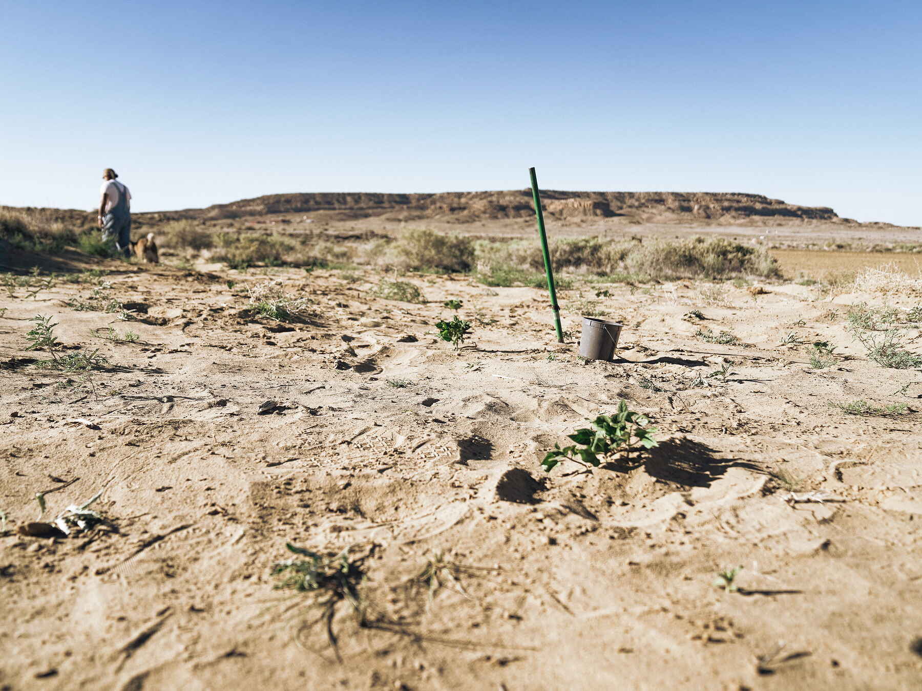 A farmer plants seedlings in arid soil at the Hopi Reservation, demonstrating dry farming techniques in a desert landscape