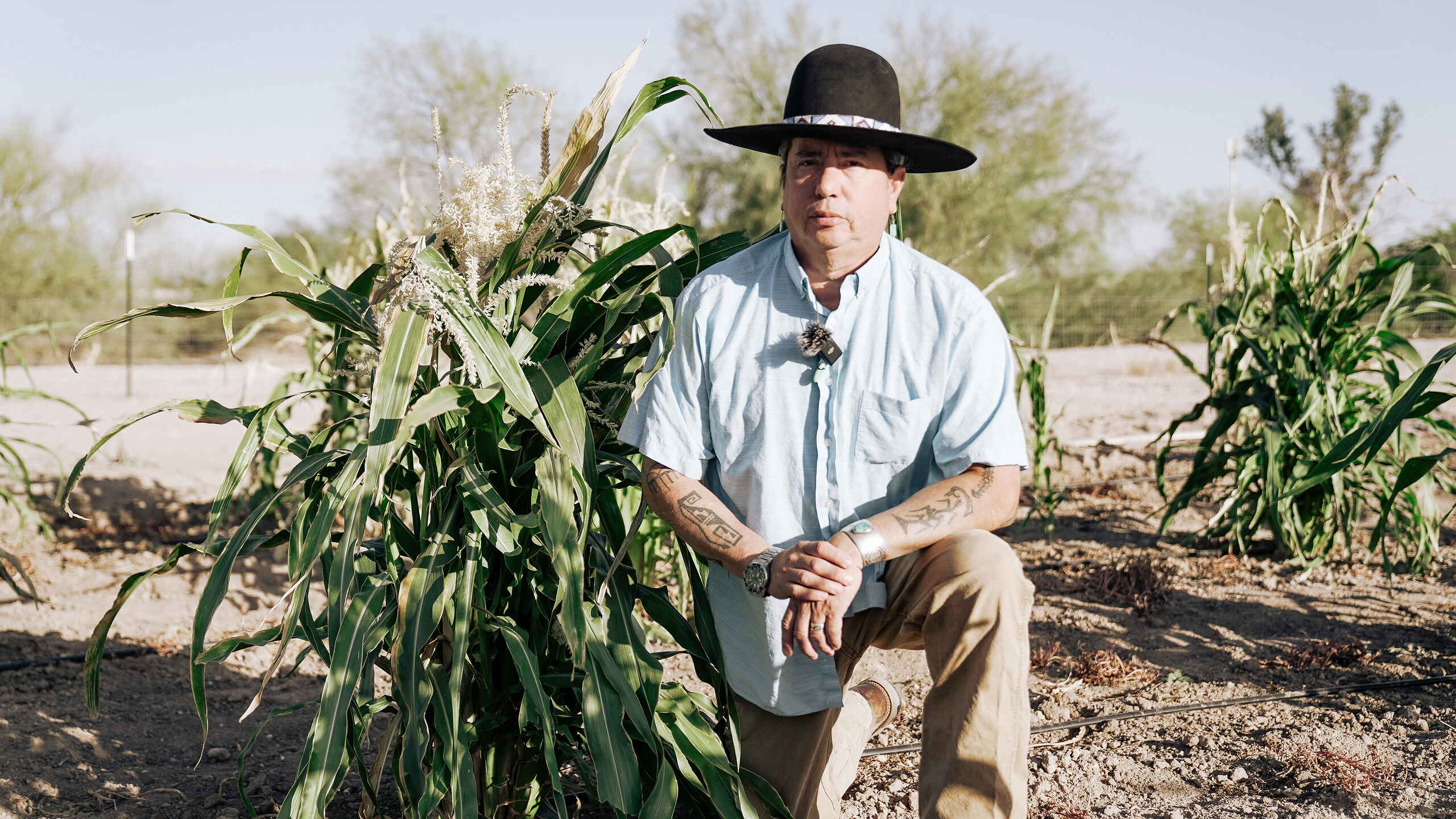 Dr. Michael Kotutwa Johnson crouches beside corn plants in an arid agricultural field