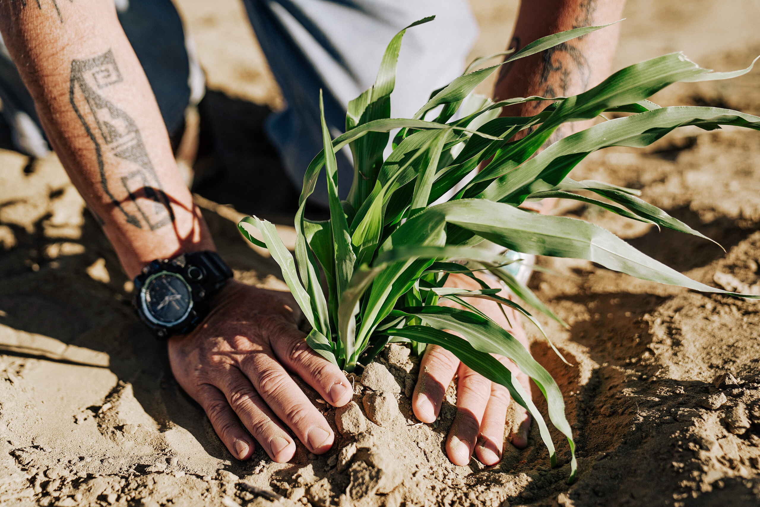 Farmer's hands guiding a young corn seedling into soil
