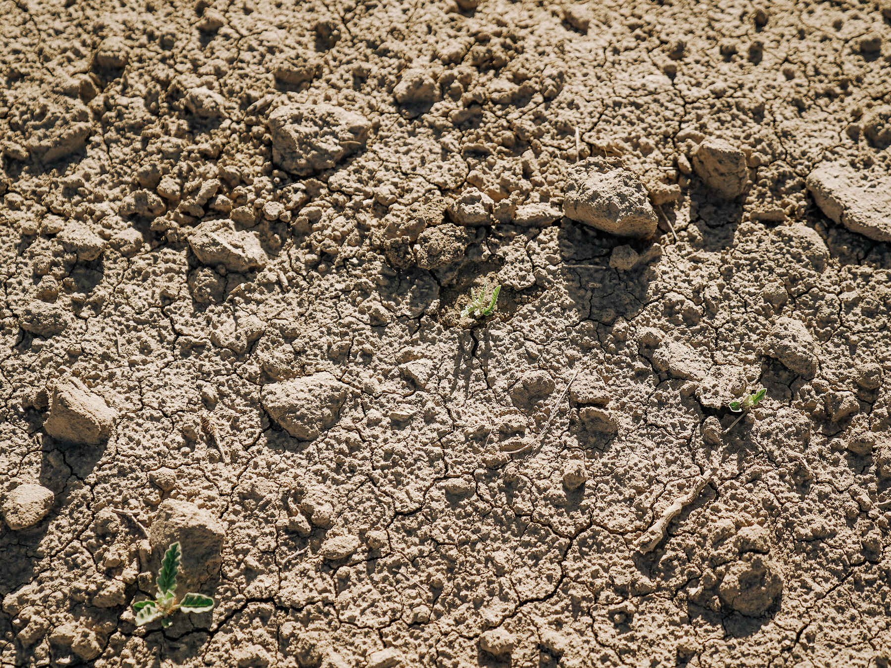 Dry, cracked soil with scattered rocks and sparse green seedlings emerging from the ground