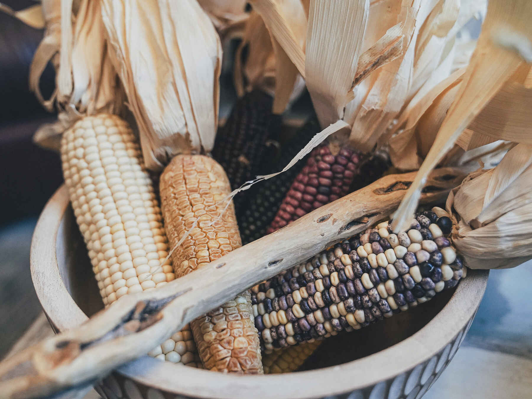 Hopi corn varieties in different colors displayed in a woven basket with a traditional planting stick
