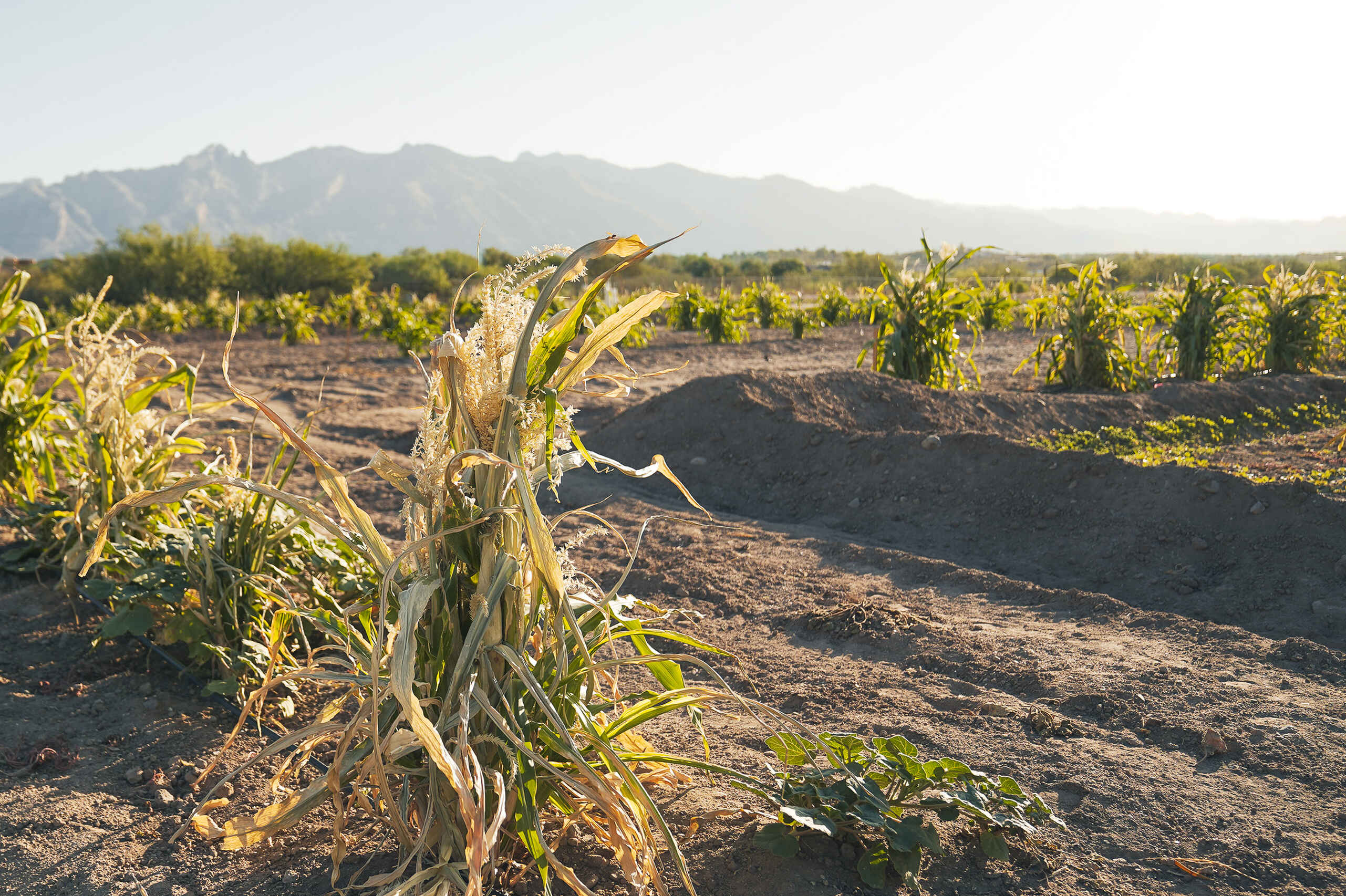 Dried corn stalks stand in an arid desert field with mountains in the background and irrigated rows of crops stretching across the landscape