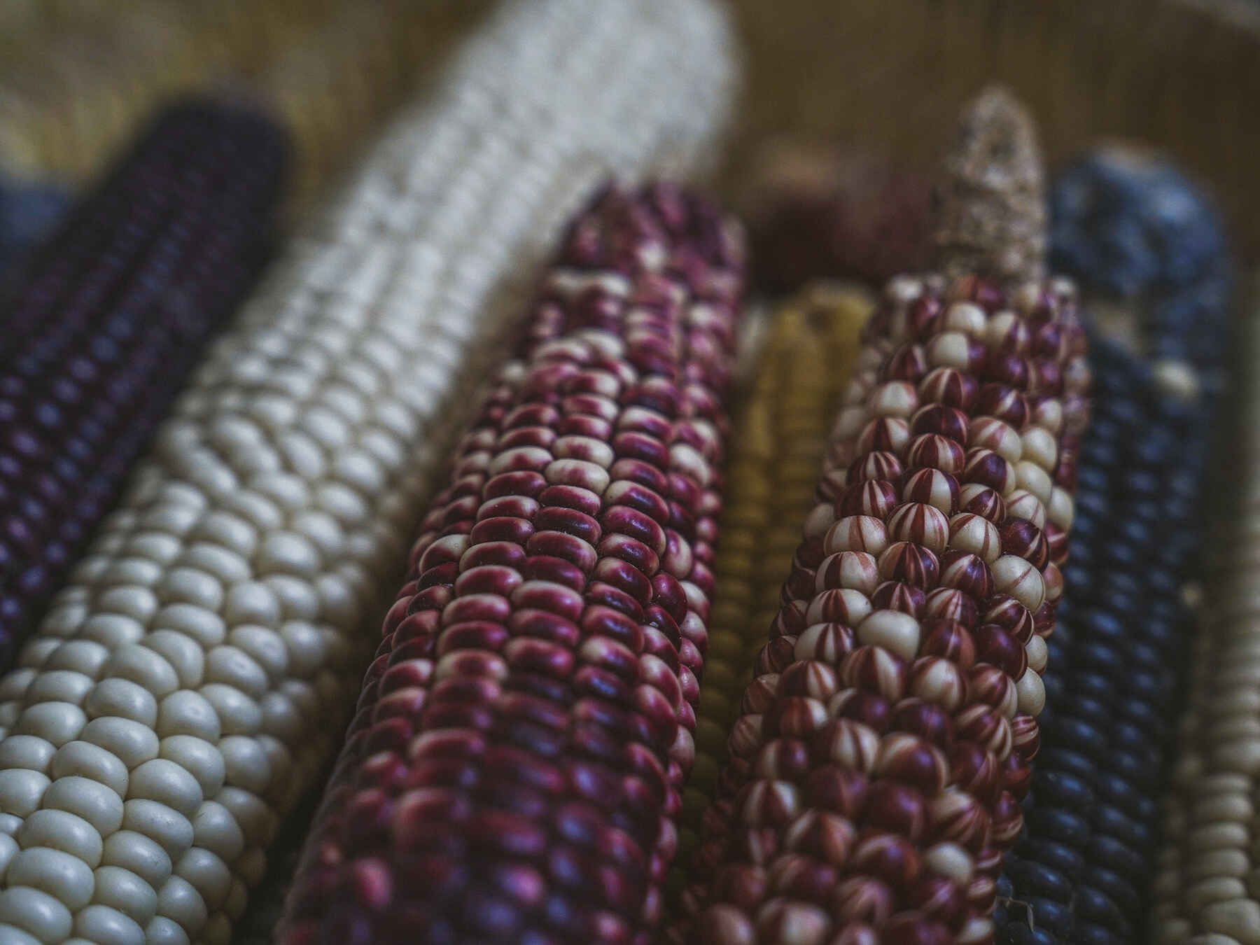 Multiple ears of Hopi corn varieties displaying deep purple, white, and blue kernel colors