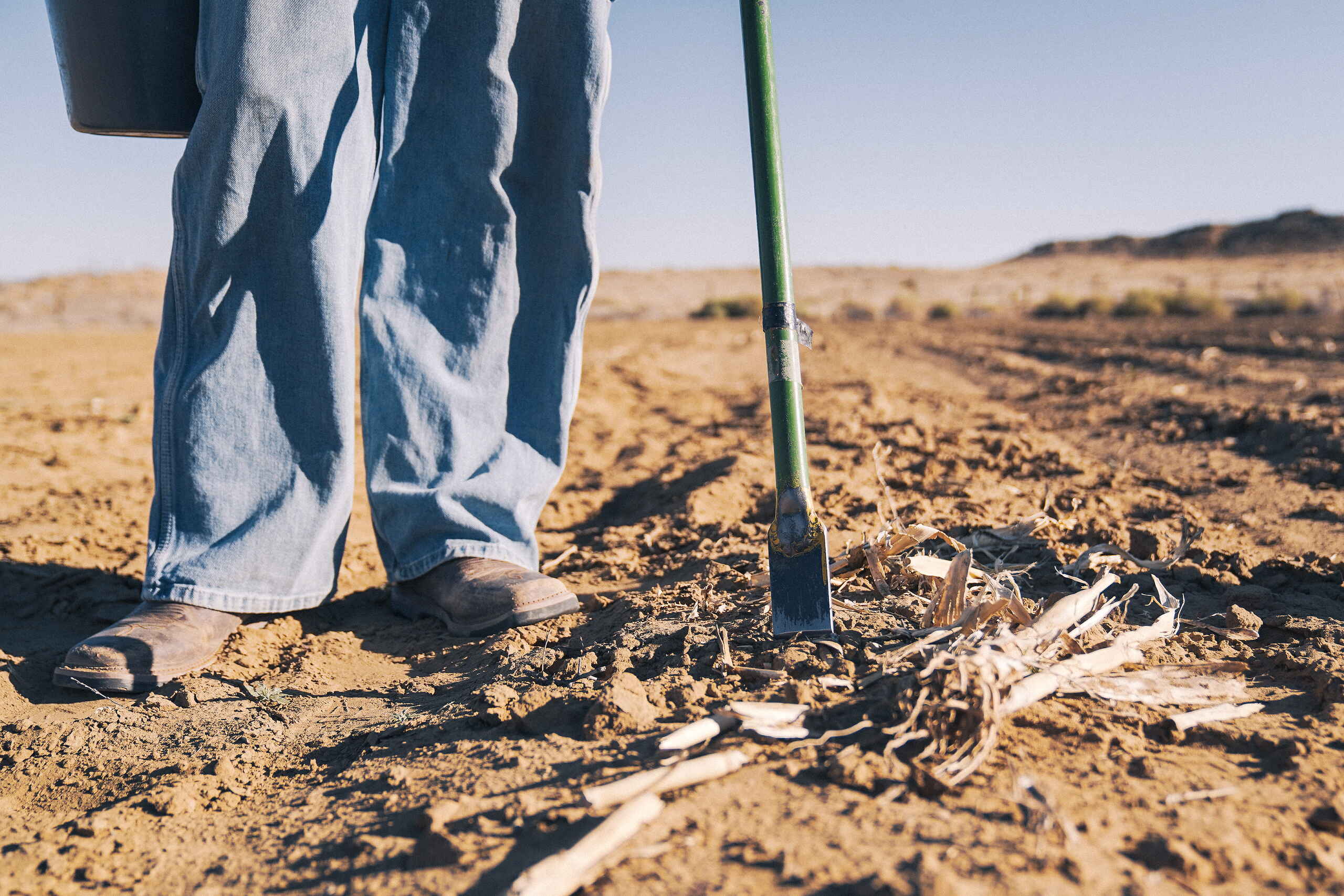 Farmer standing in dry field holding a shovel next to corn stalks