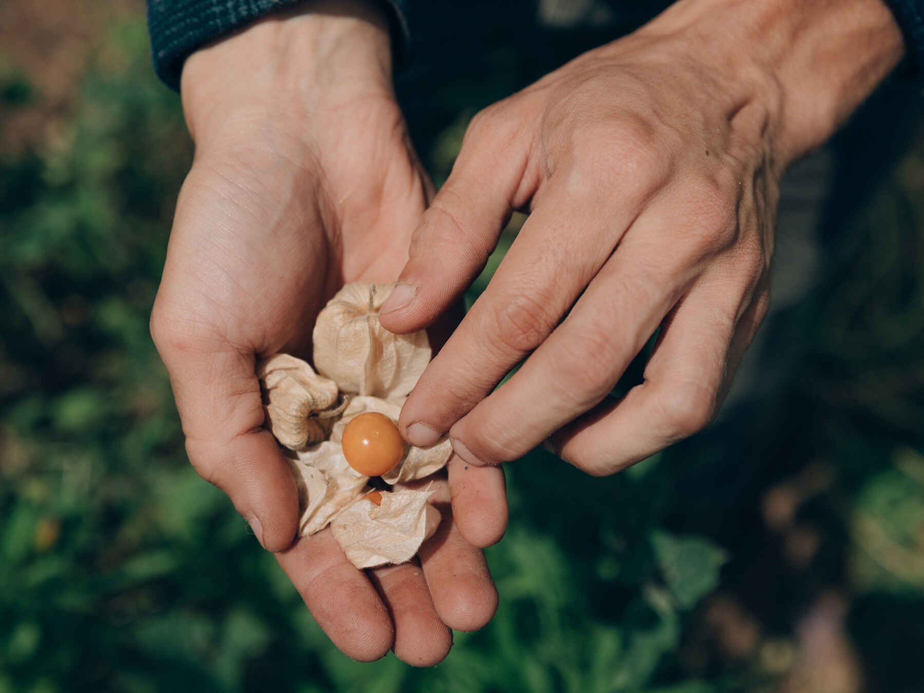 Farmer hands holding a small plant