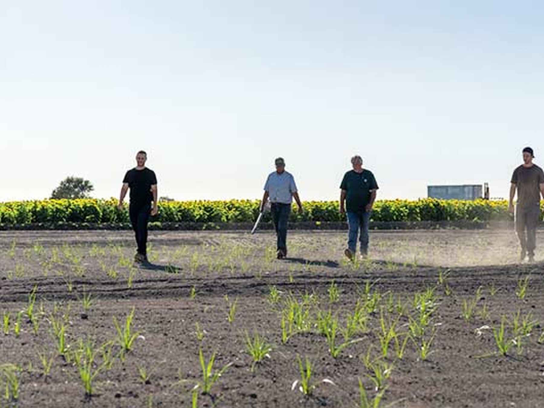 Five people standing in a young corn field during daytime