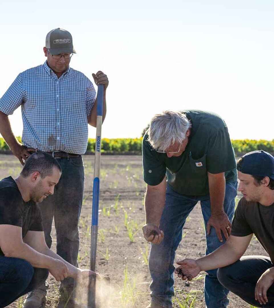 Cuatro agricultores examinan la humedad del suelo y la salud de las plantas en un campo irrigado