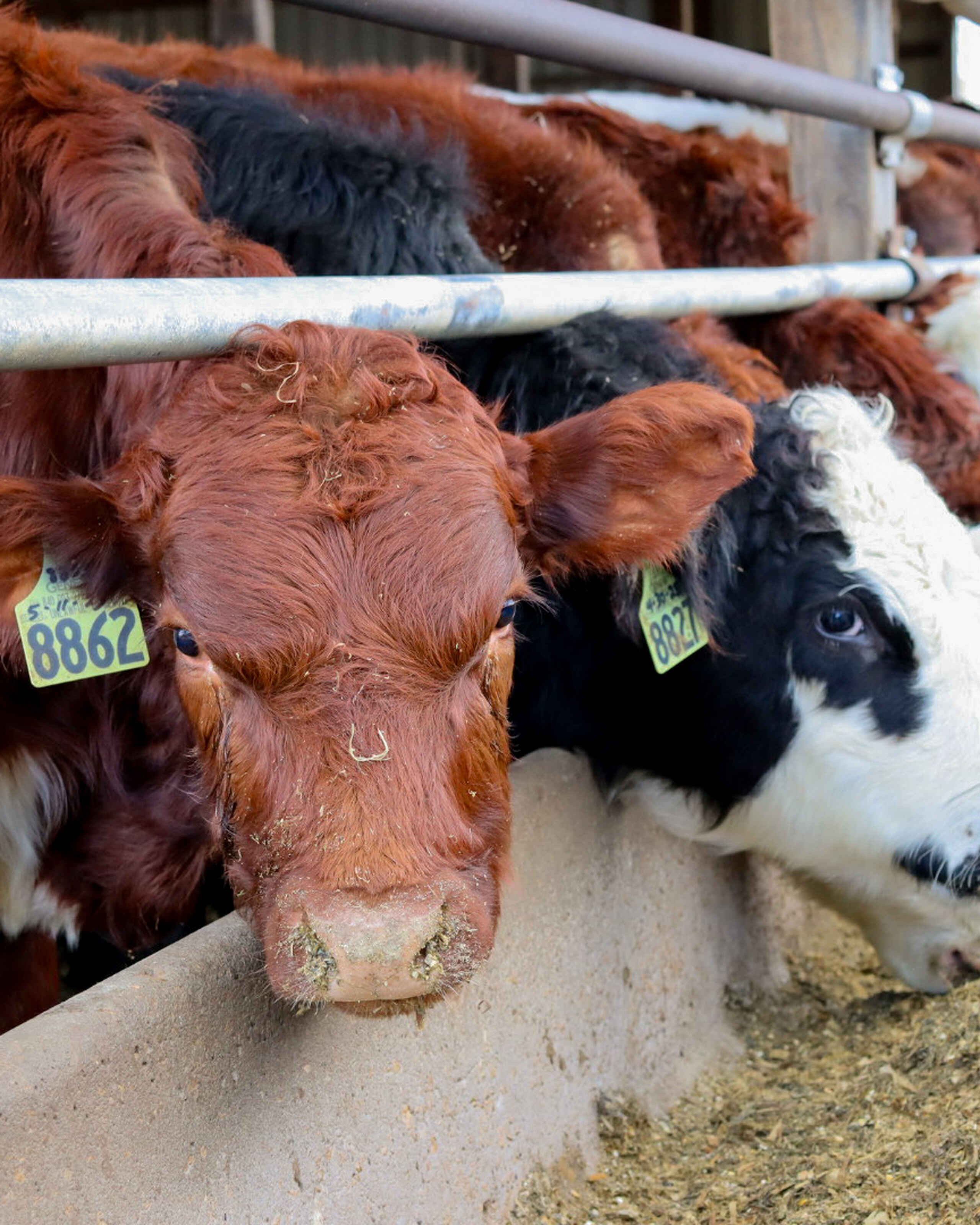 Cattle lined up at a feed trough in a barn, each wearing individual identification ear tags