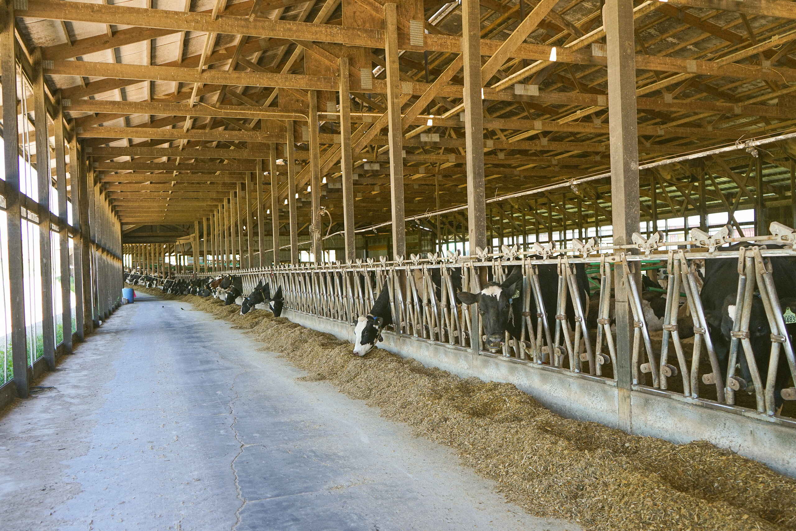 Long dairy barn with rows of black and white cows eating hay at feed gates
