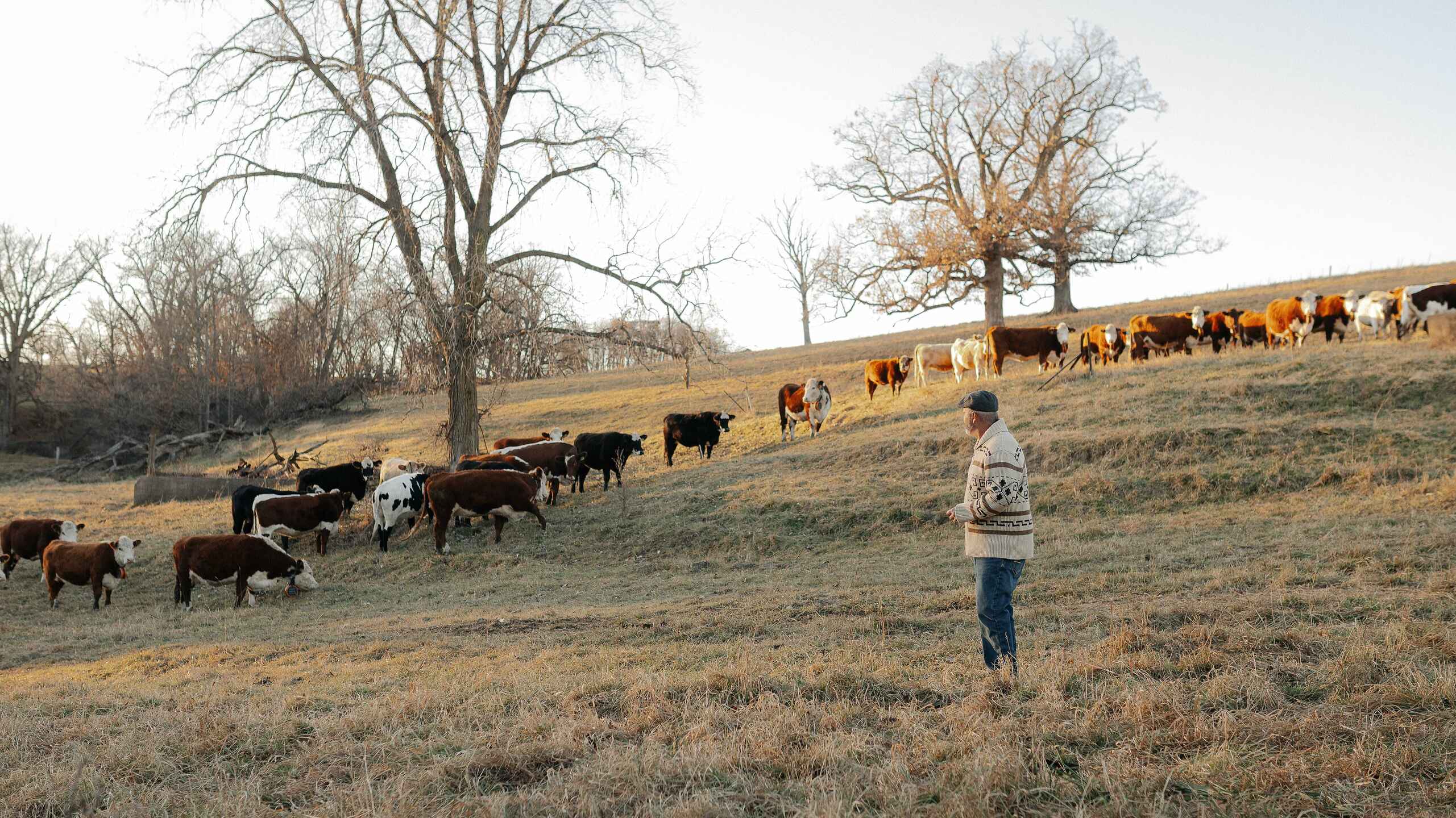 Farmer standing in pasture while cattle graze across rolling hills with bare trees in winter landscape
