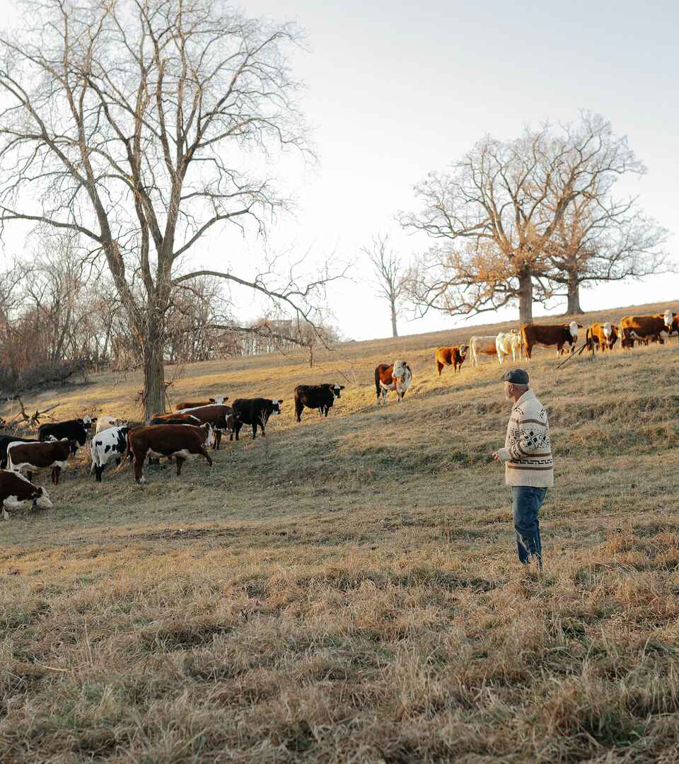 Farmer standing in pasture while cattle graze across rolling hills with bare trees in winter landscape