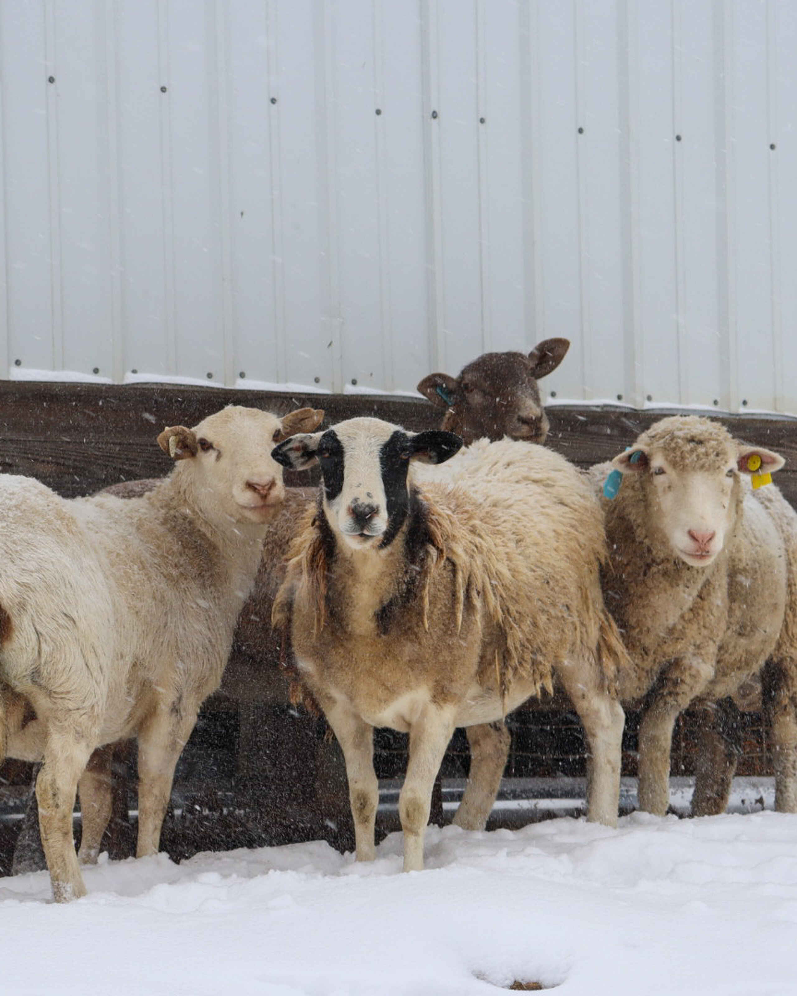 Four sheep standing in snow against a wooden fence and white metal structure