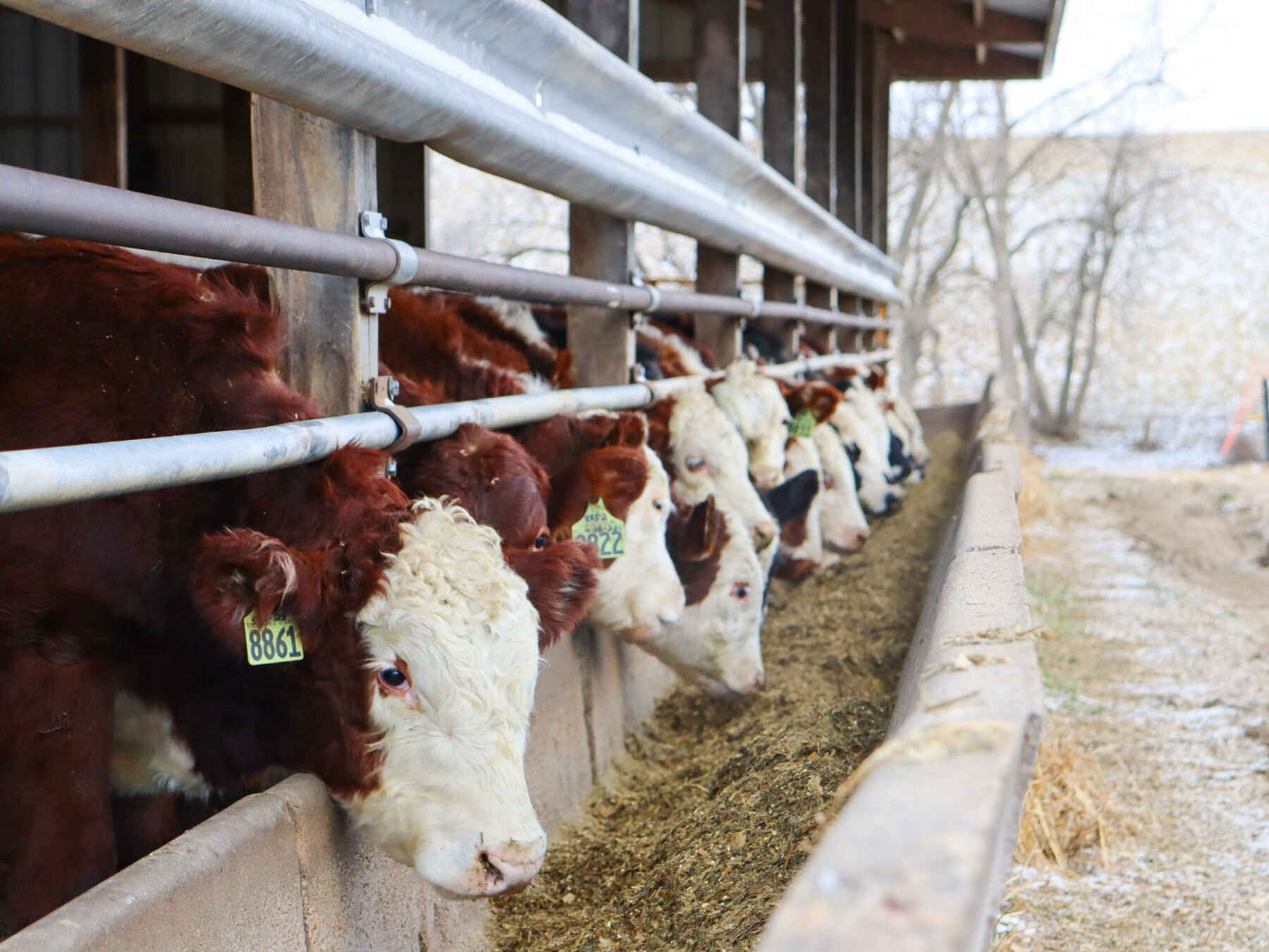 Cattle of mixed brown and white coloring eating from hay feed in a barn pen along the road to regeneration