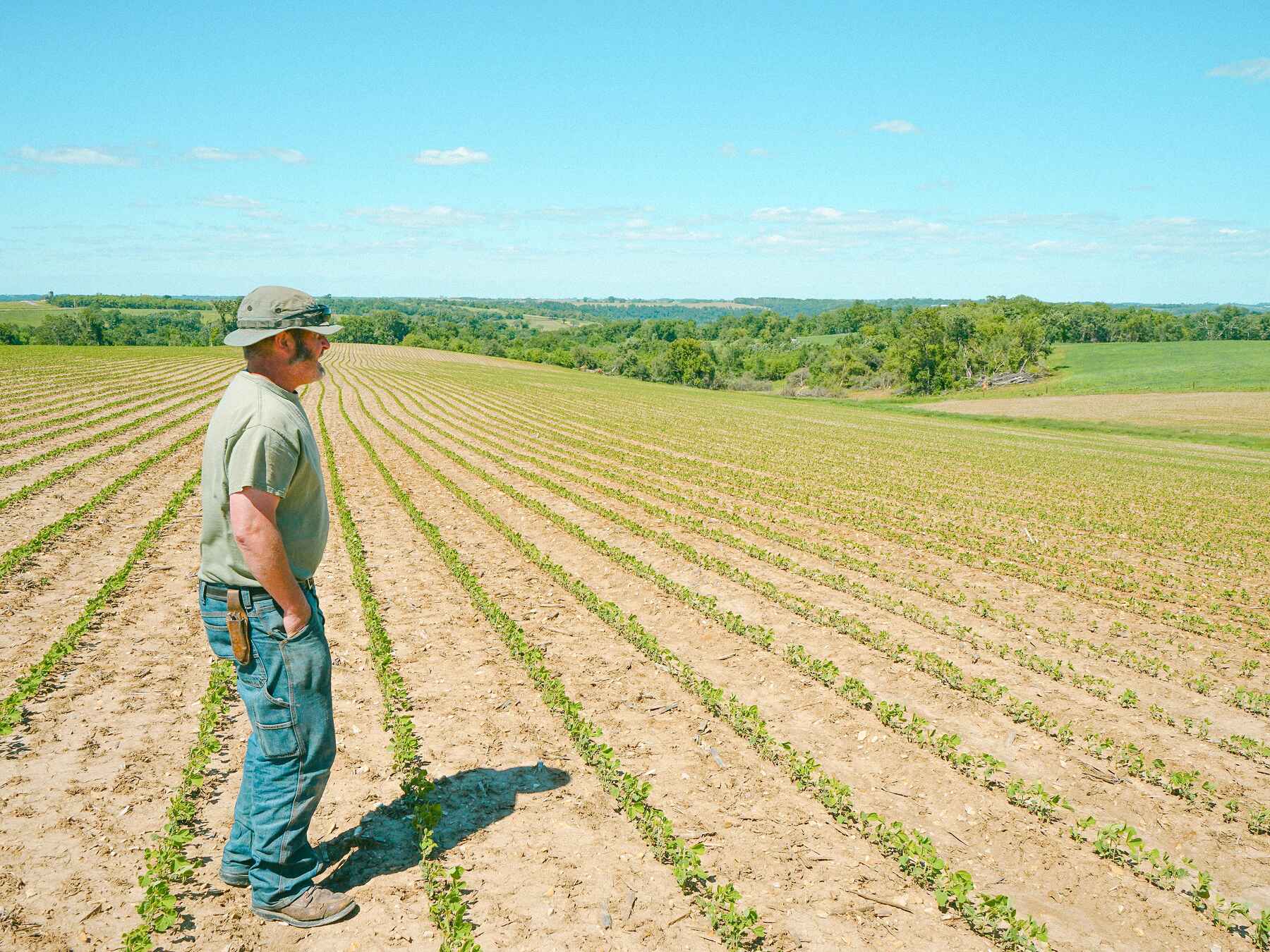 Farmer standing in a young soybean field surveying rows of emerging crops