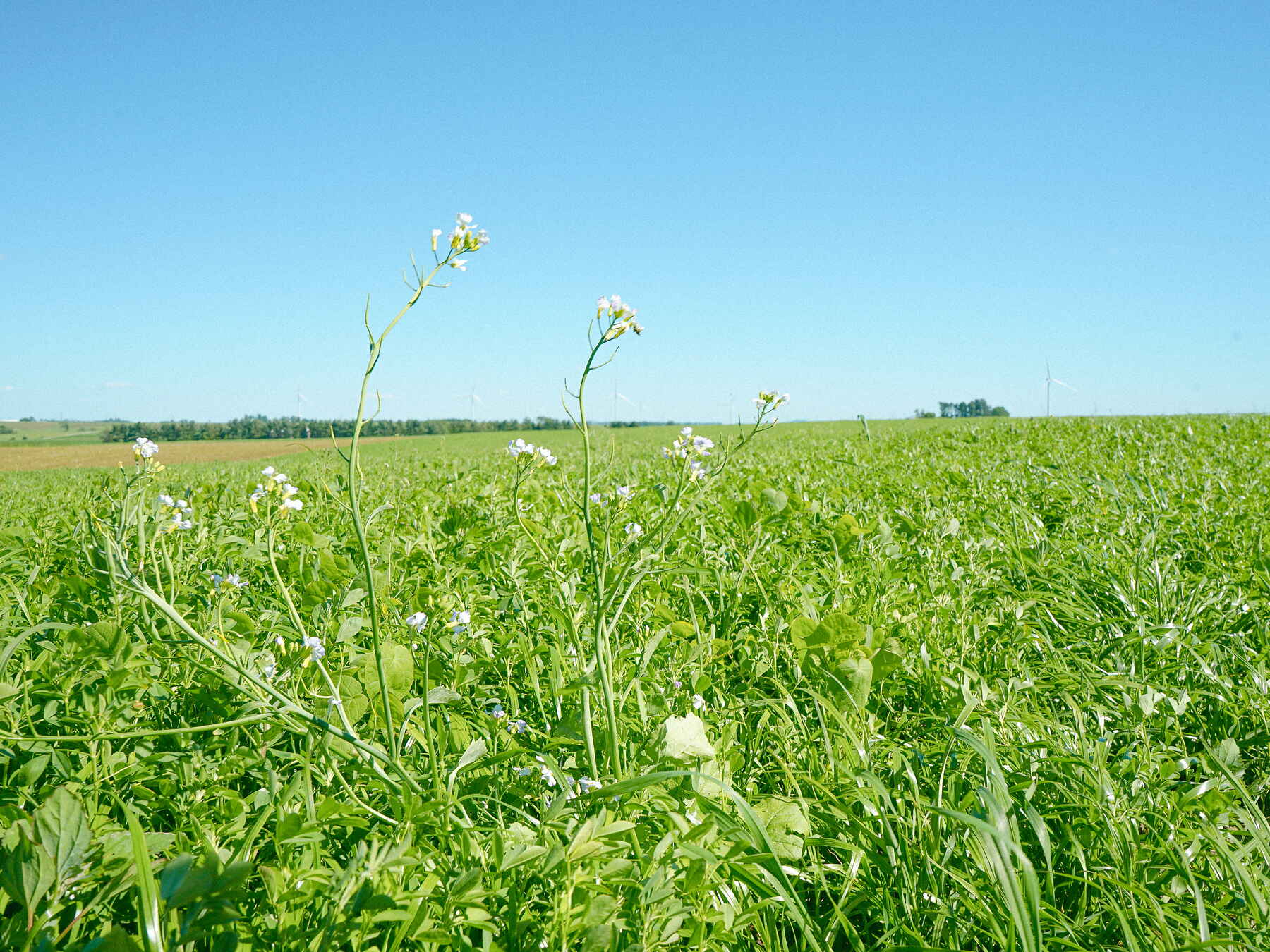 White wildflowers blooming in a lush green pasture under clear blue sky