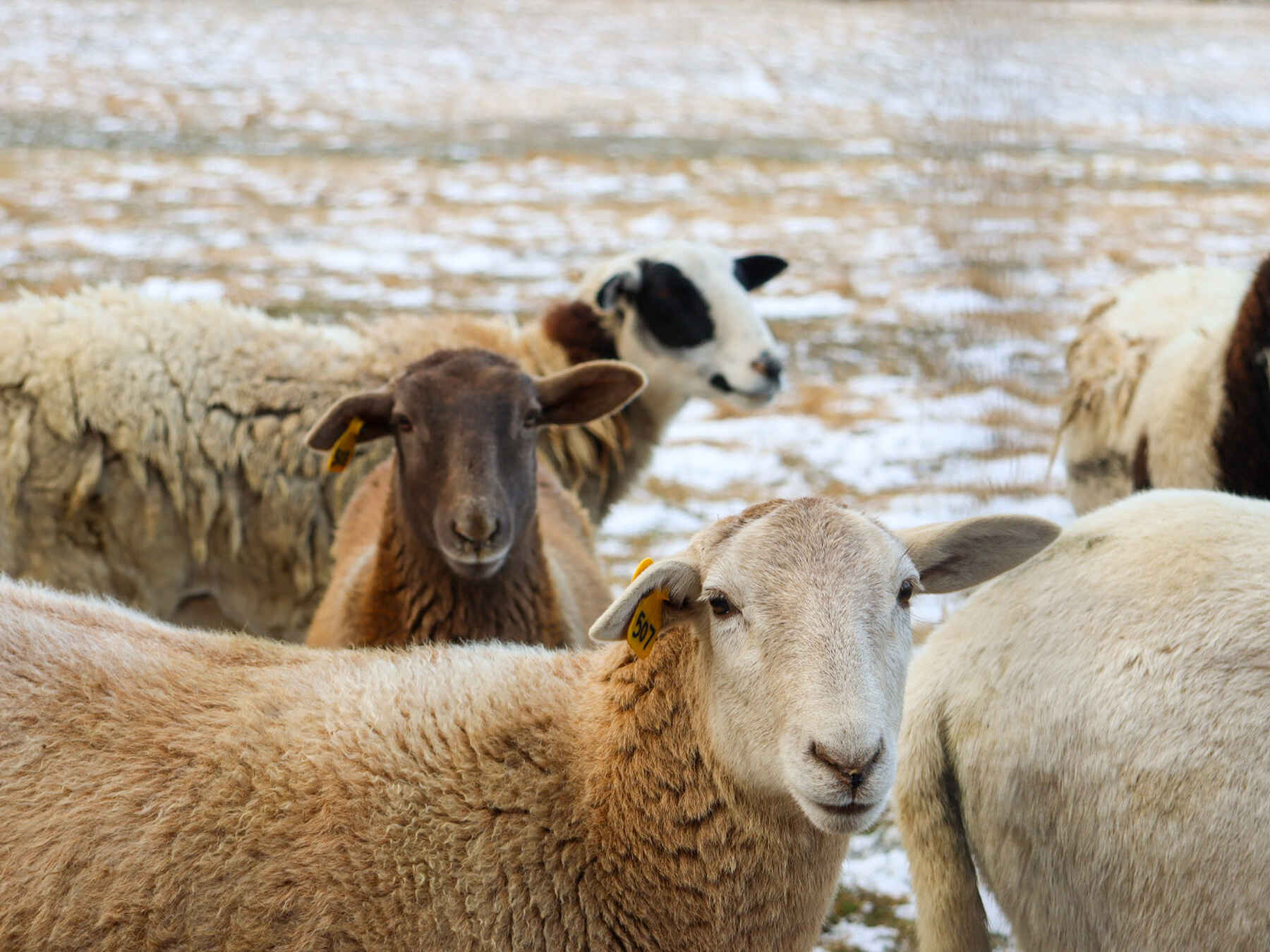 A mixed flock of sheep grazes together in a snowy pasture