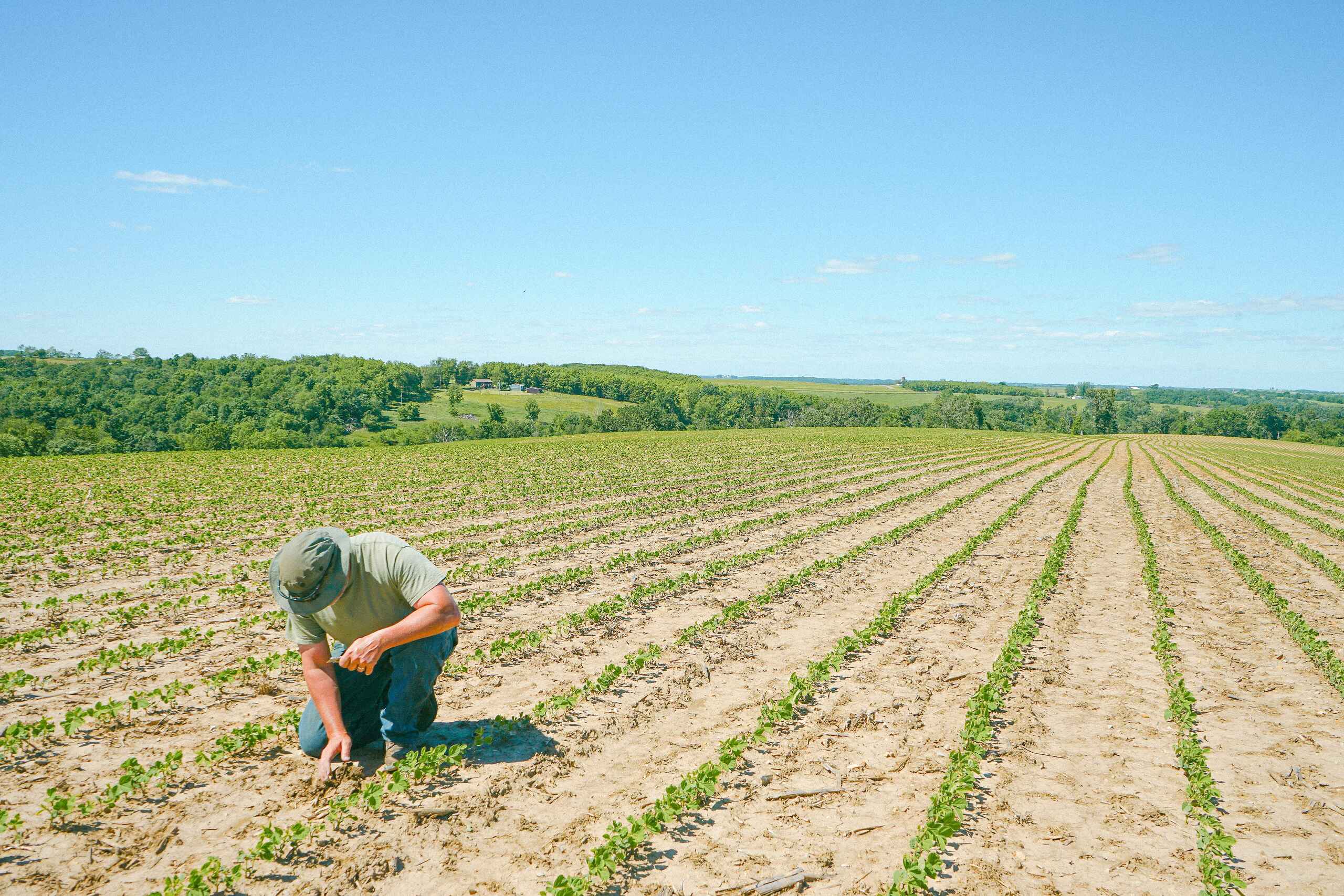 Farmer crouching in soybean field to inspect young plants