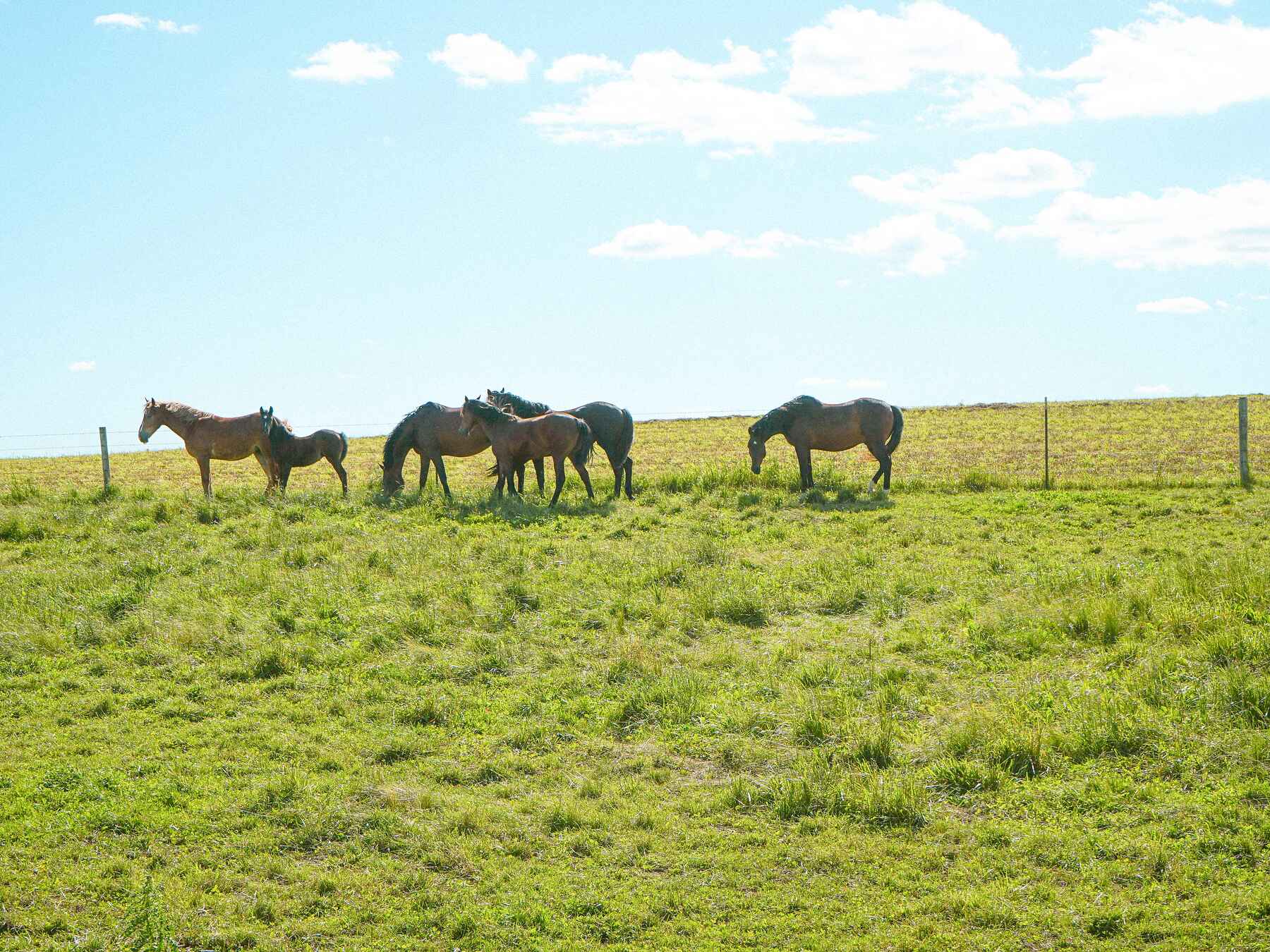 A herd of horses grazes in a lush pasture under a clear sky