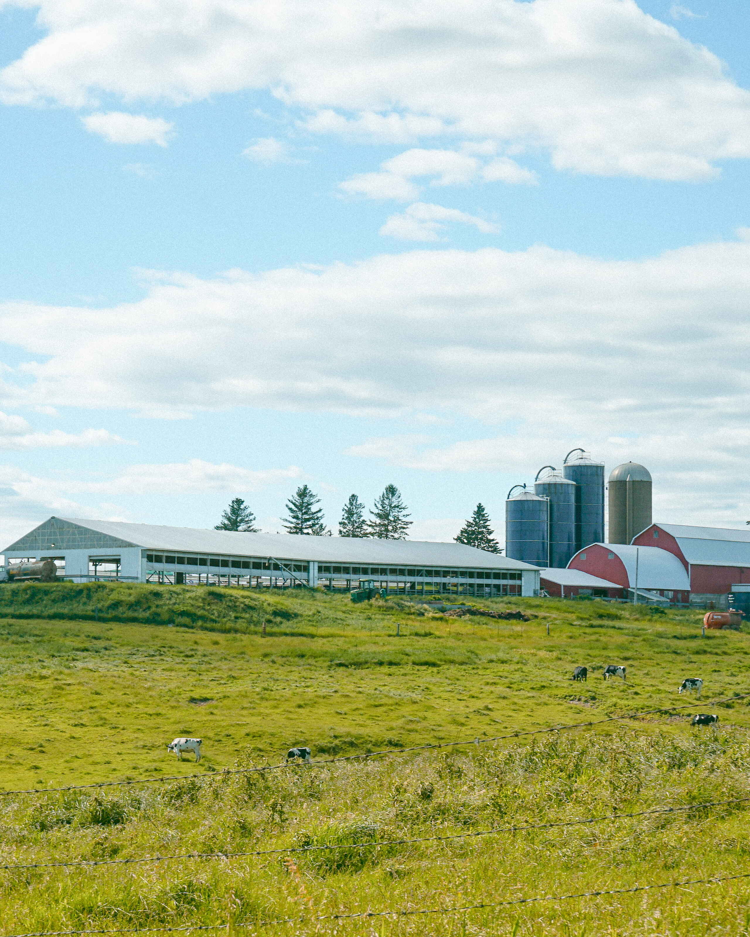 Modern dairy farm with red barn, silos, and cattle grazing on green pasture under a blue sky