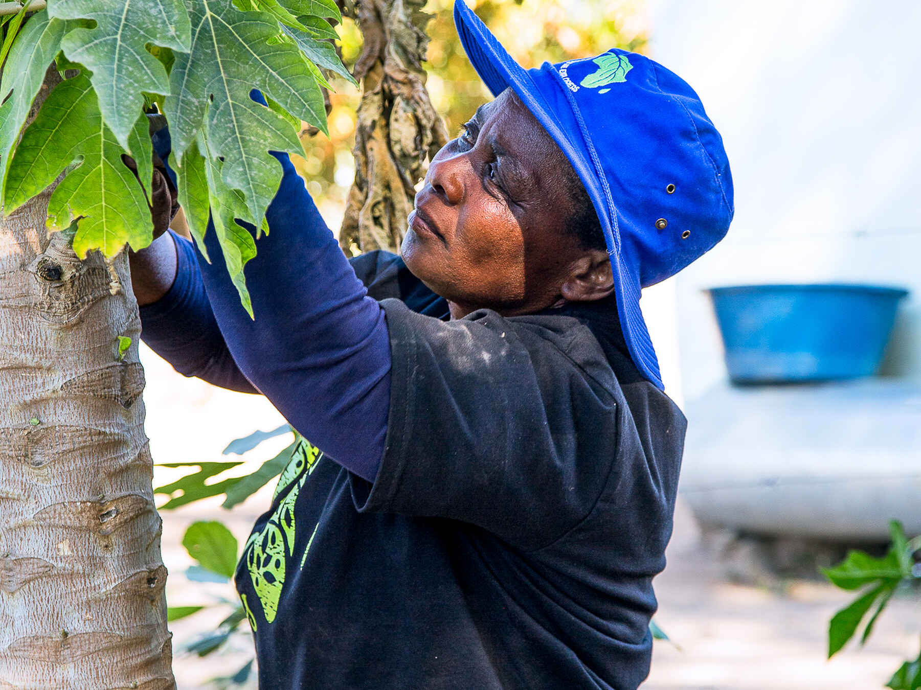 Woman harvesting papaya fruit from a tree