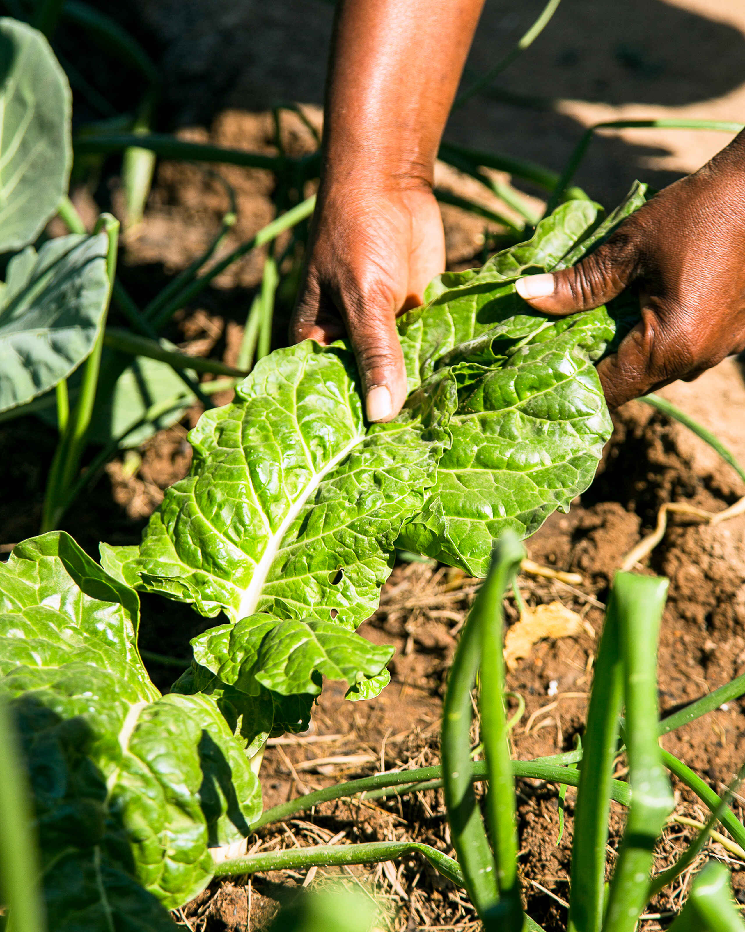 Farmer's hands inspecting leafy green vegetables growing in soil