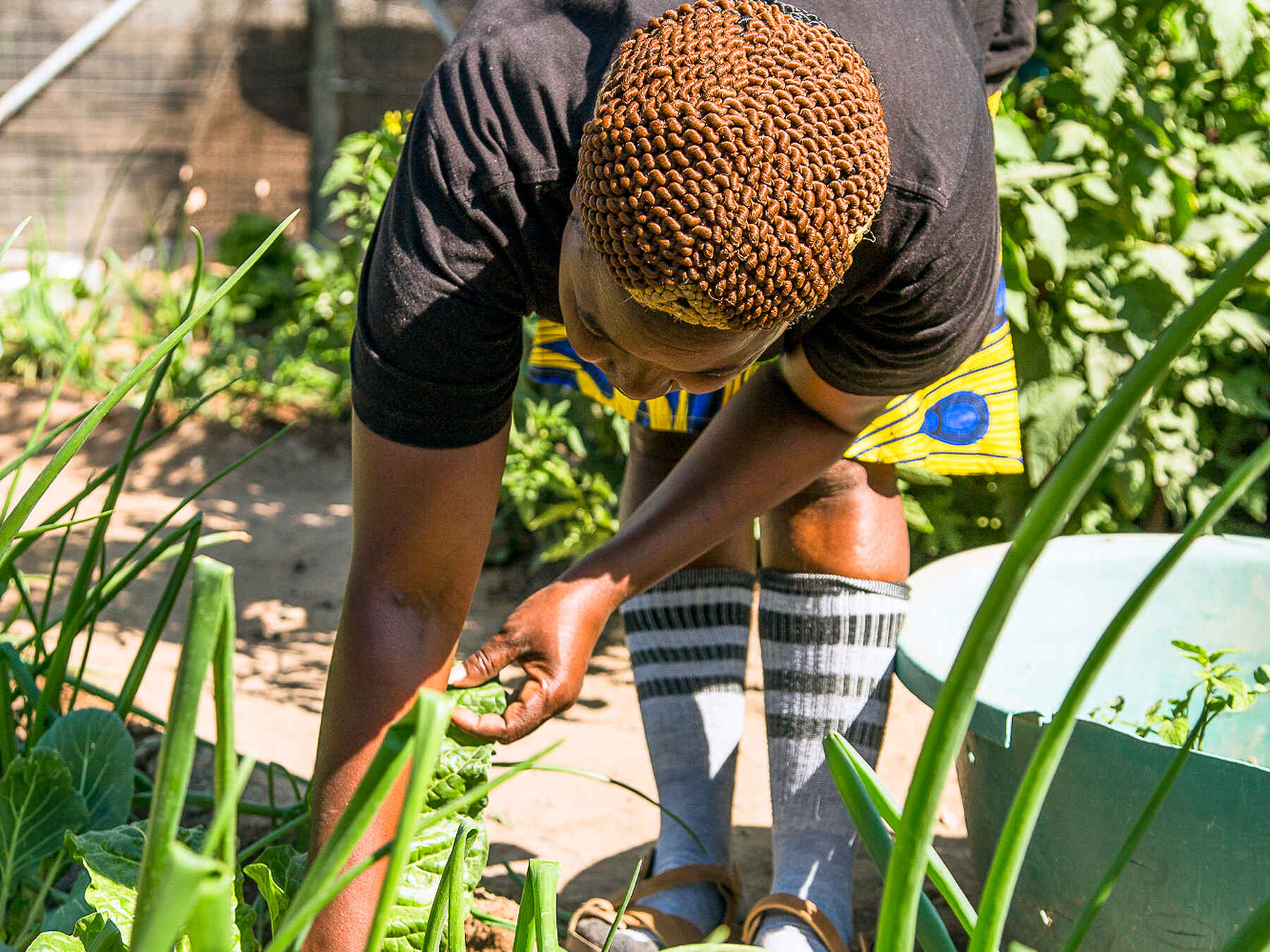 Woman bending over in a garden bed, holding a large seed pod while tending to onion plants