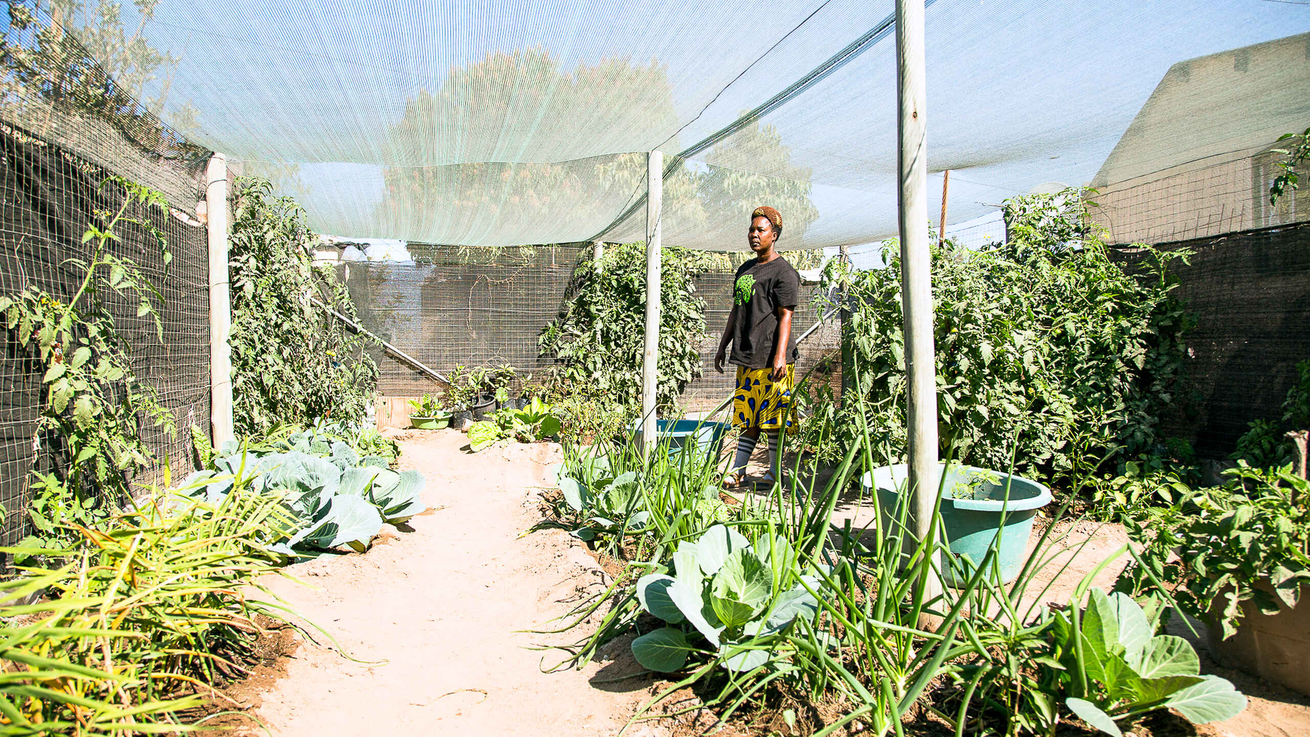 A farmer tends to climbing vegetables and crops in a shade cloth-covered garden bed