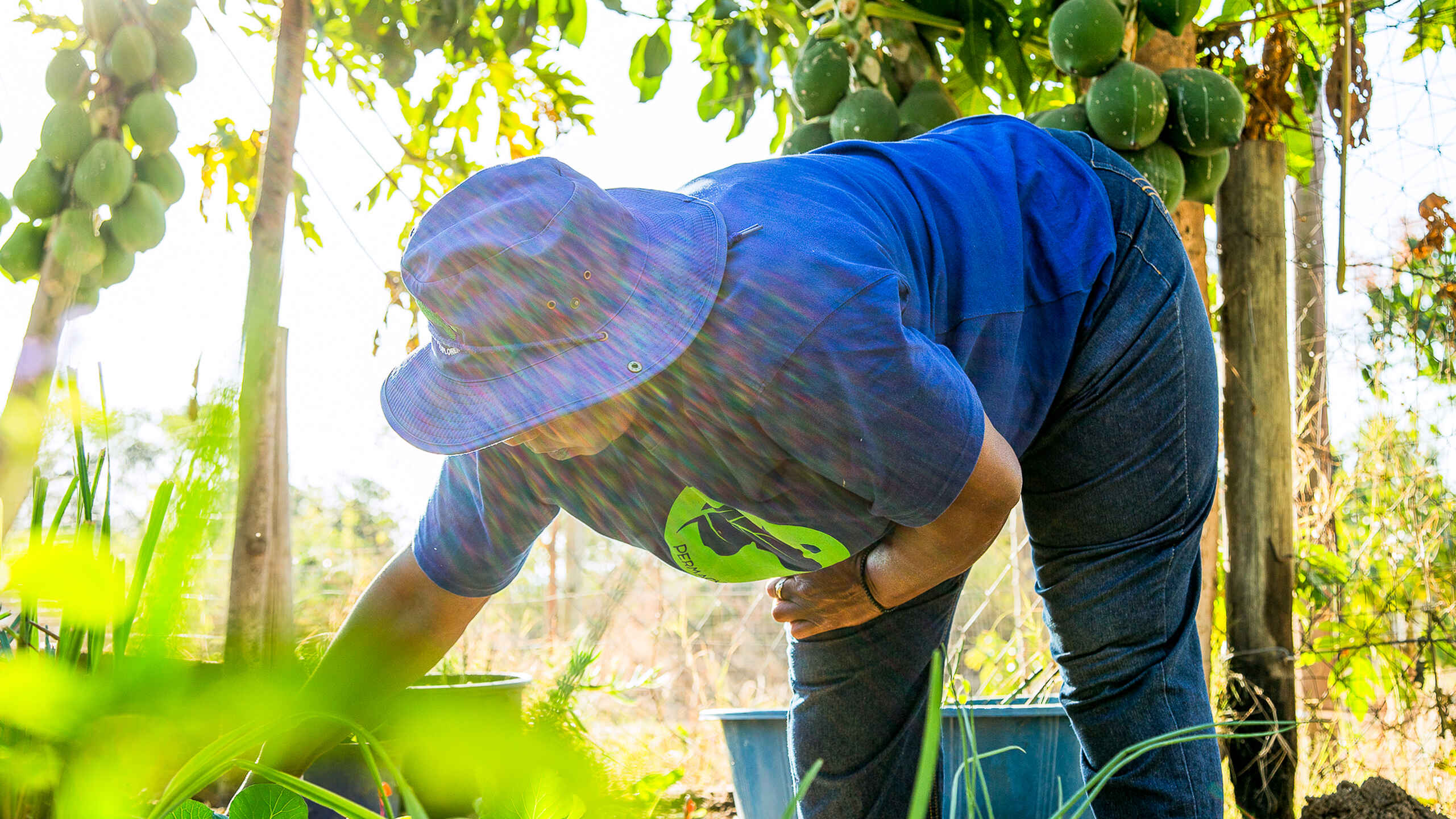 Woman farmer bending over to tend plants in a lush garden with mango trees and climbing vines