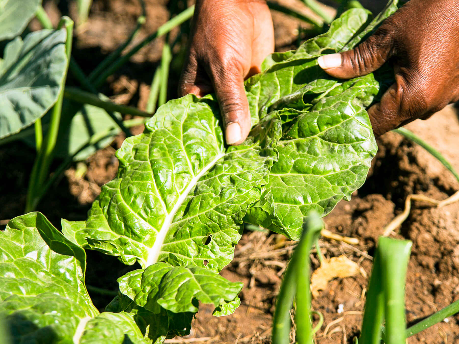Farmer's hands examining leafy green vegetable plants in a garden bed
