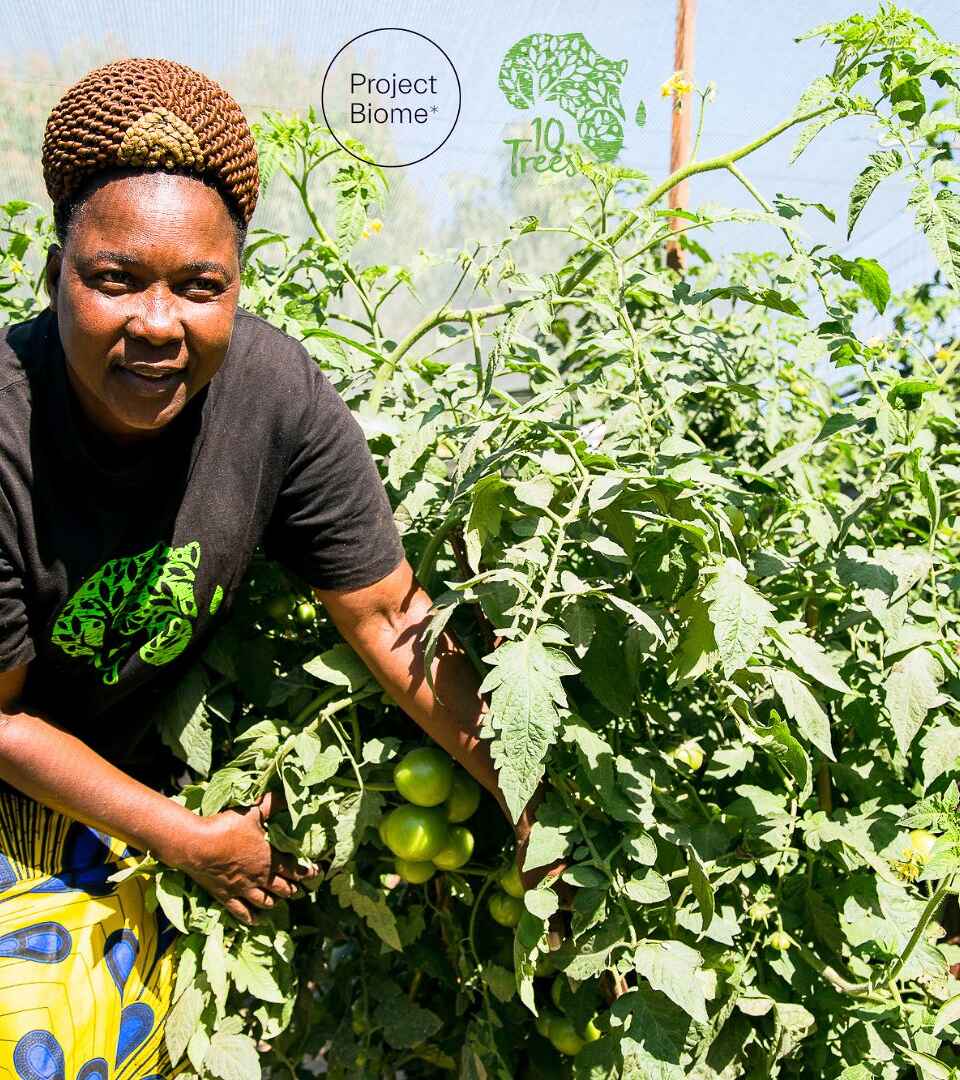 Woman tending to tomato plants in a greenhouse garden with Project Biome branding