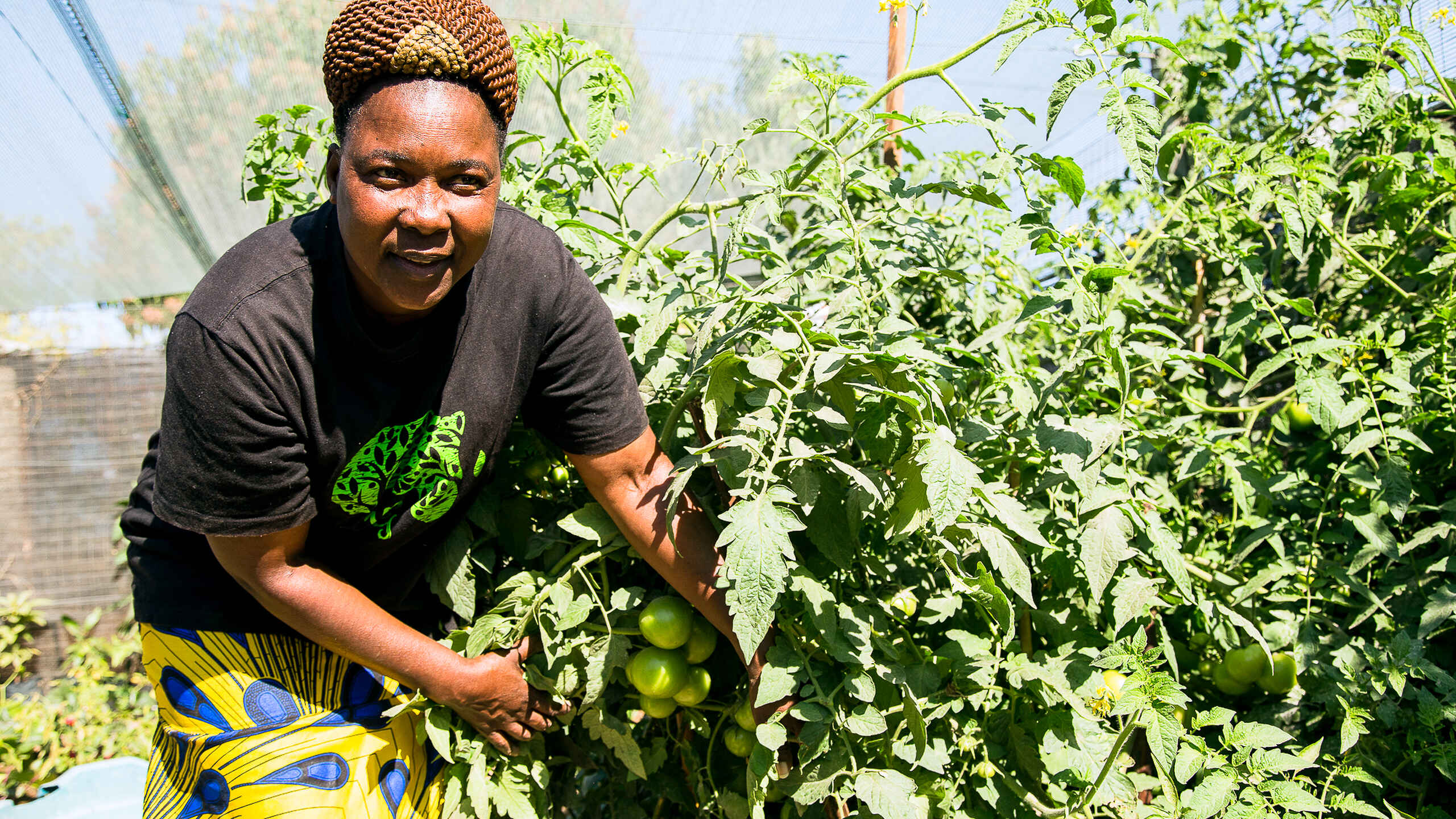 Woman harvesting tomatoes in a greenhouse garden
