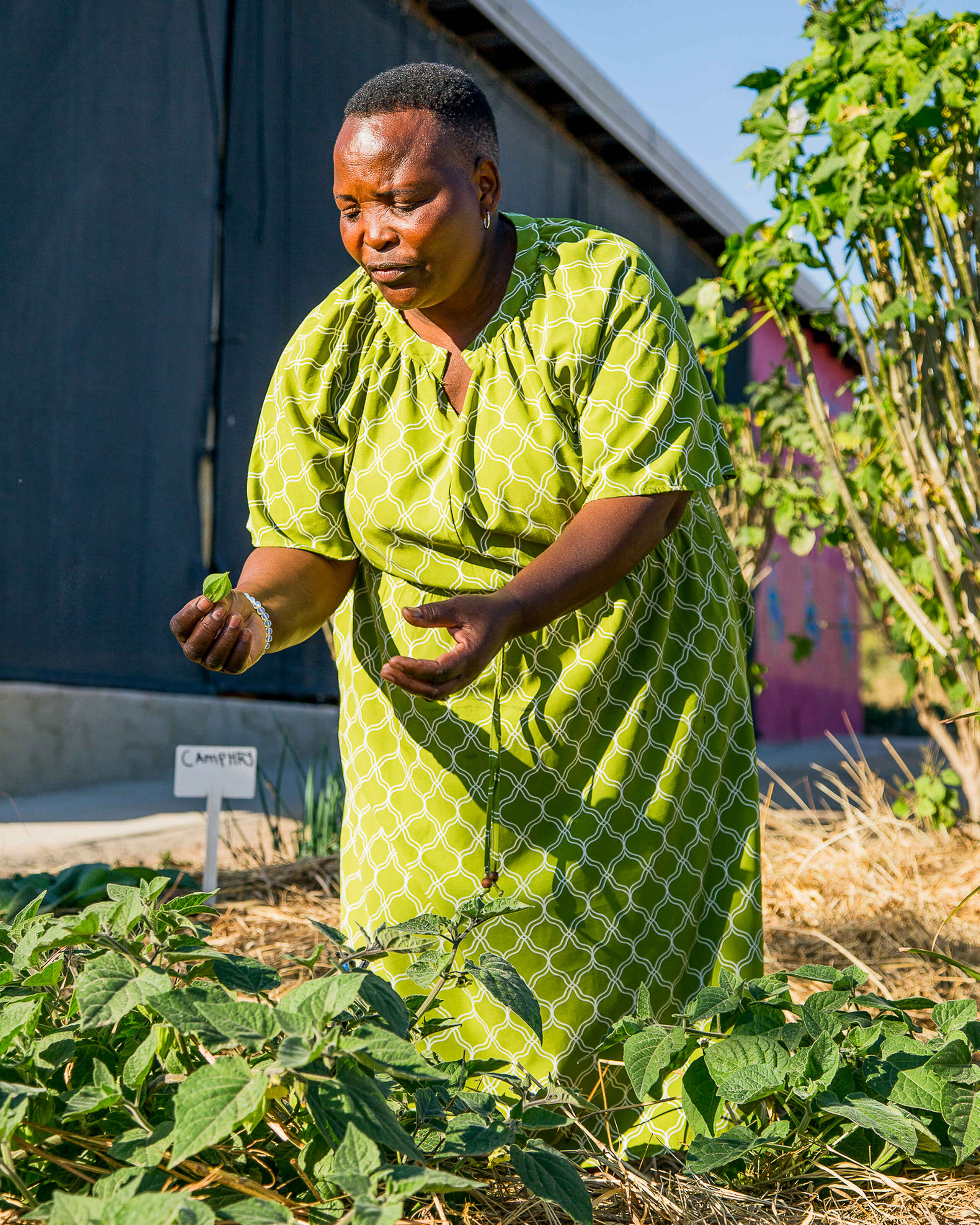 Woman in a yellow patterned dress tends to vegetable plants in a garden bed