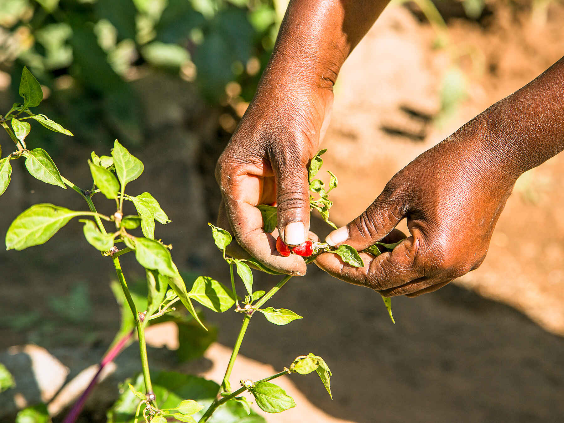 Two hands harvesting ripe red peppers from a green plant in a garden