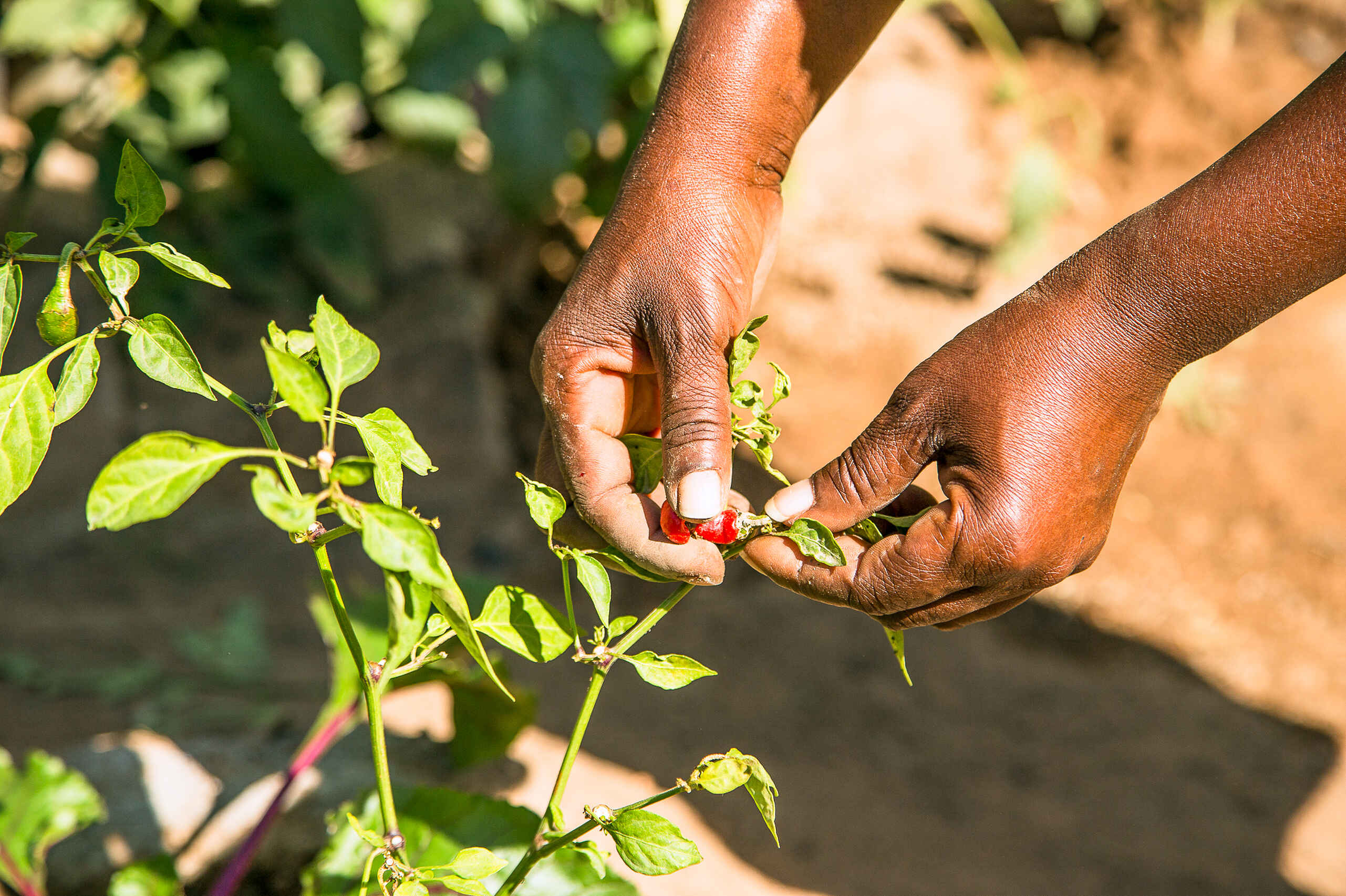 Woman harvesting a ripe red chili pepper from a plant in her garden