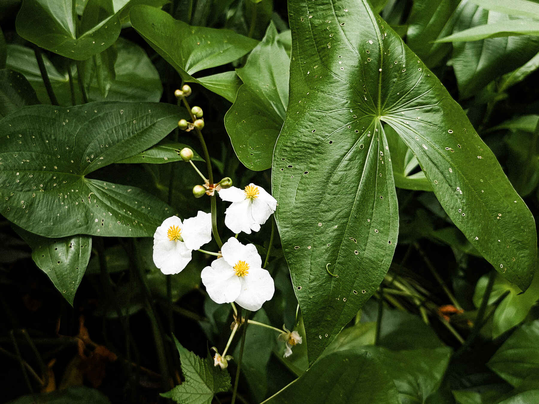 White flowers with yellow centers blooming among large green leaves wet with raindrops