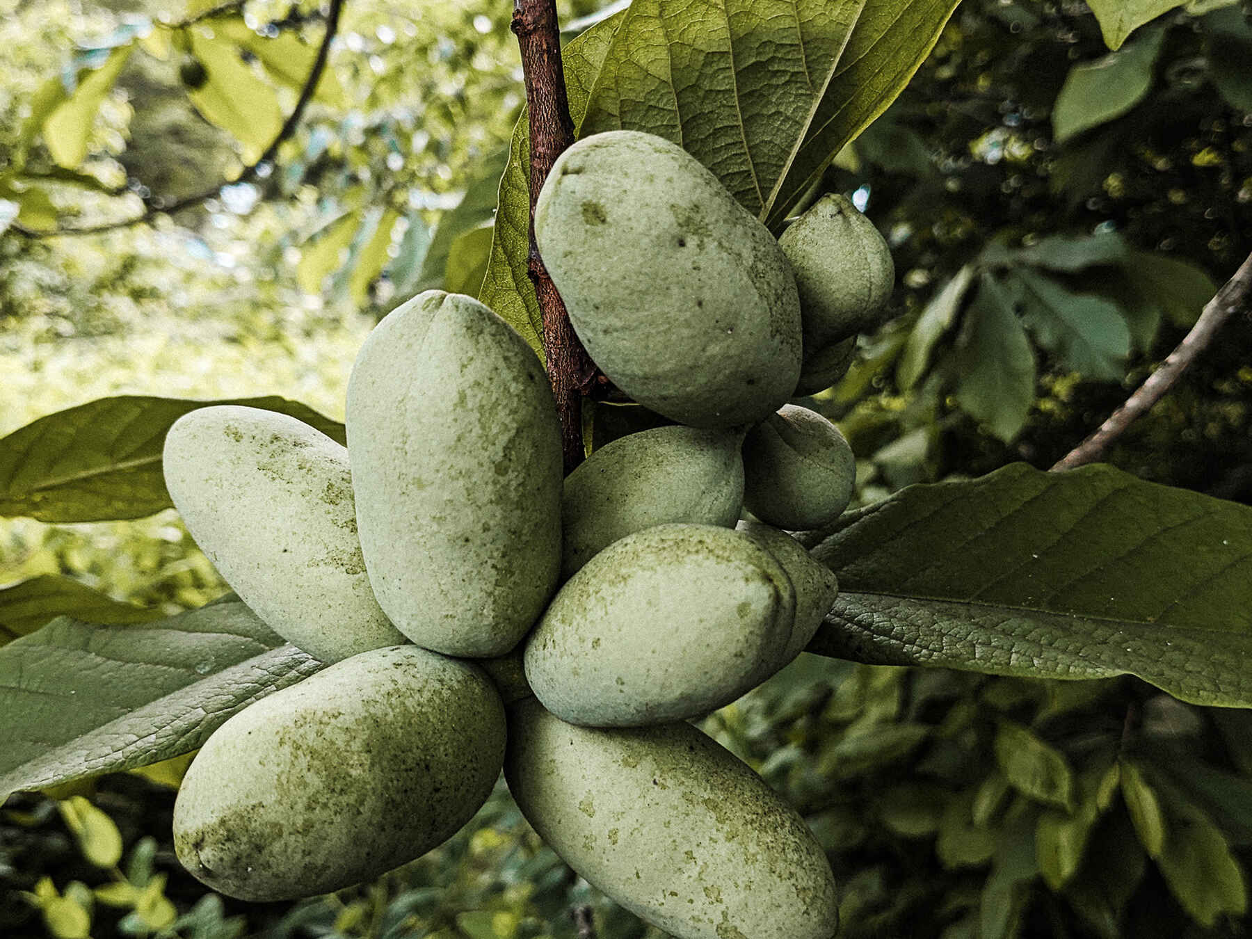 Cluster of unripe pawpaw fruits hanging from a branch with large green leaves