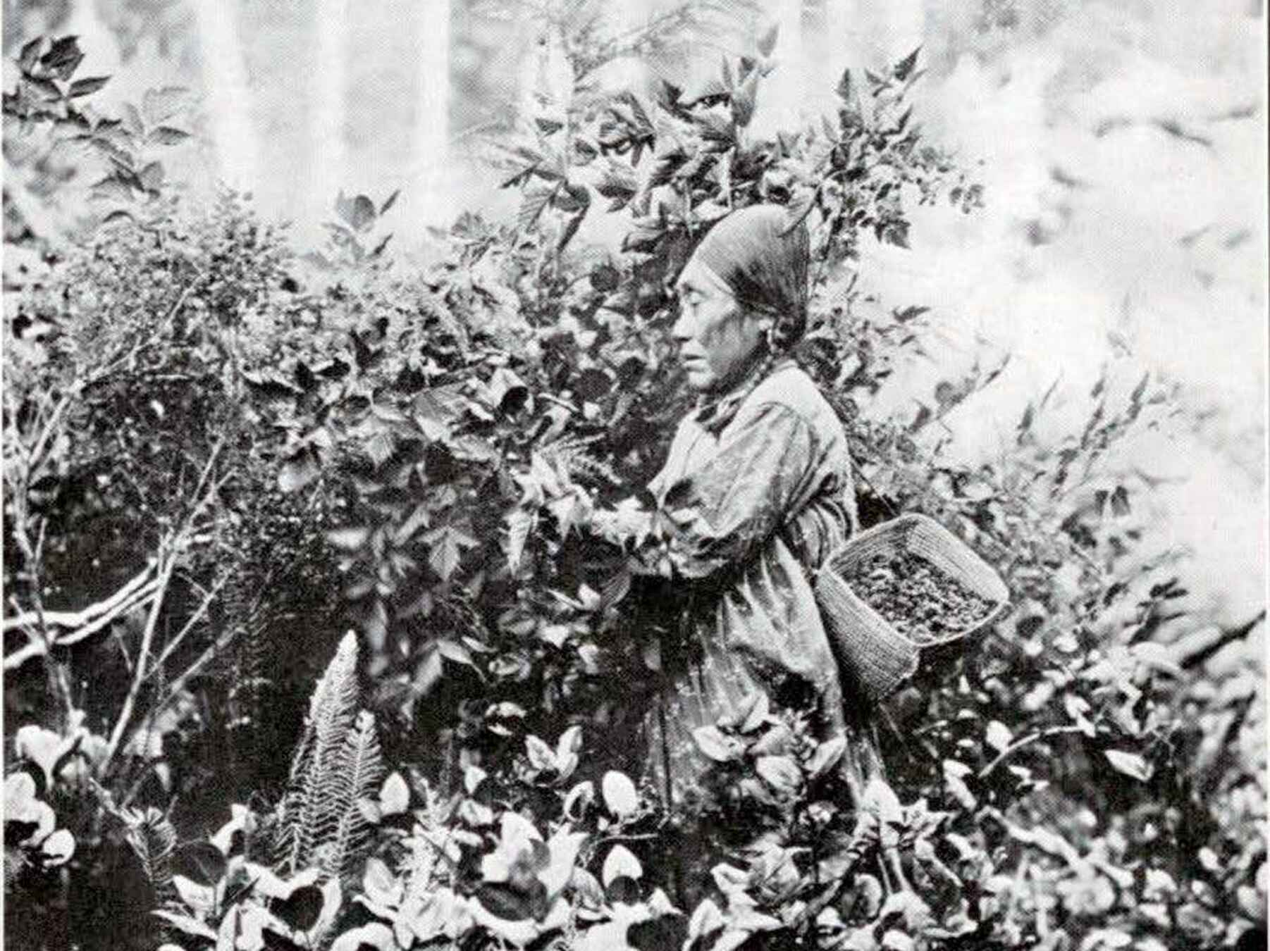 Indigenous woman harvesting berries in a forest clearing with tall trees in the background
