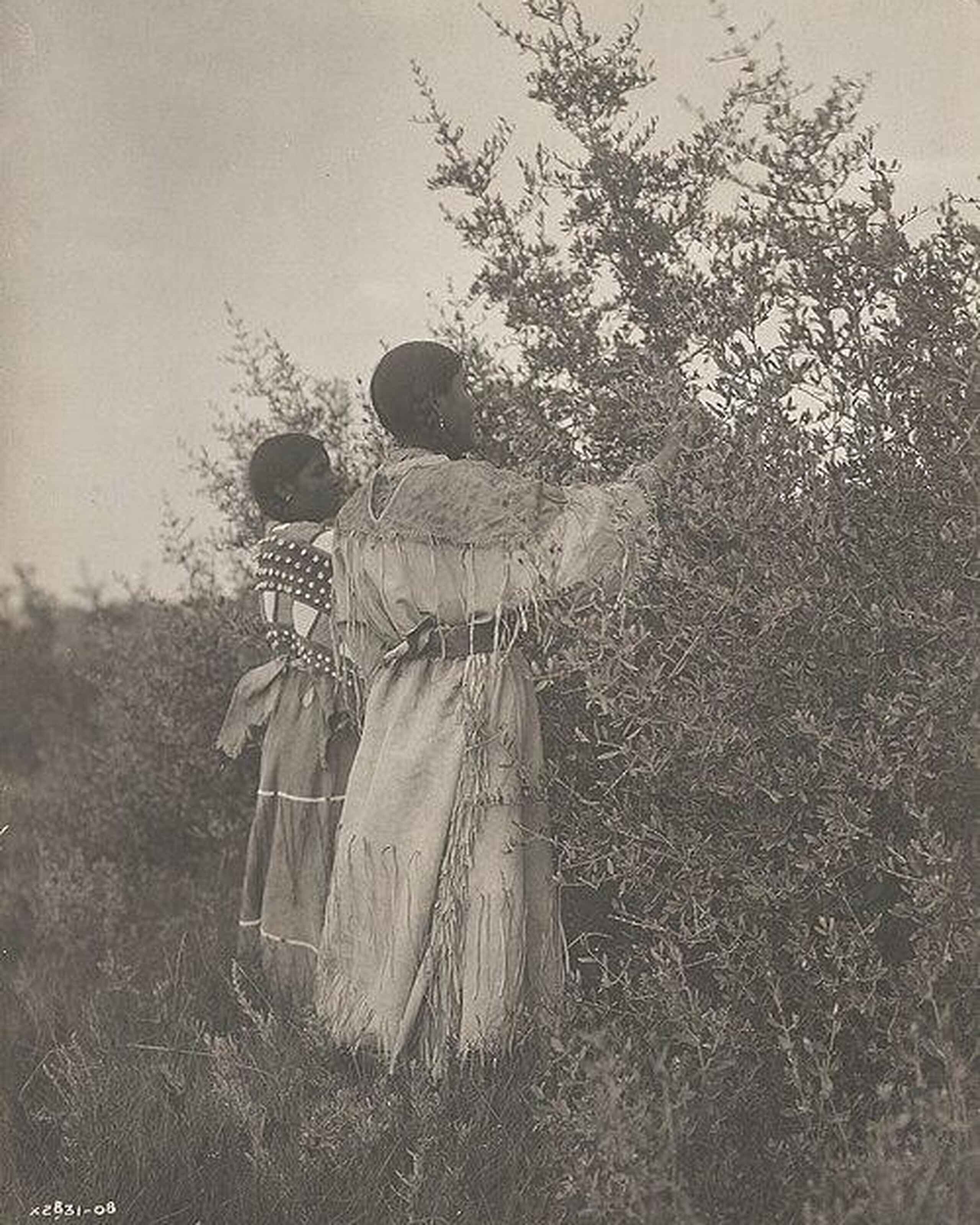 Mandan girls gathering berries from wild plants in a field